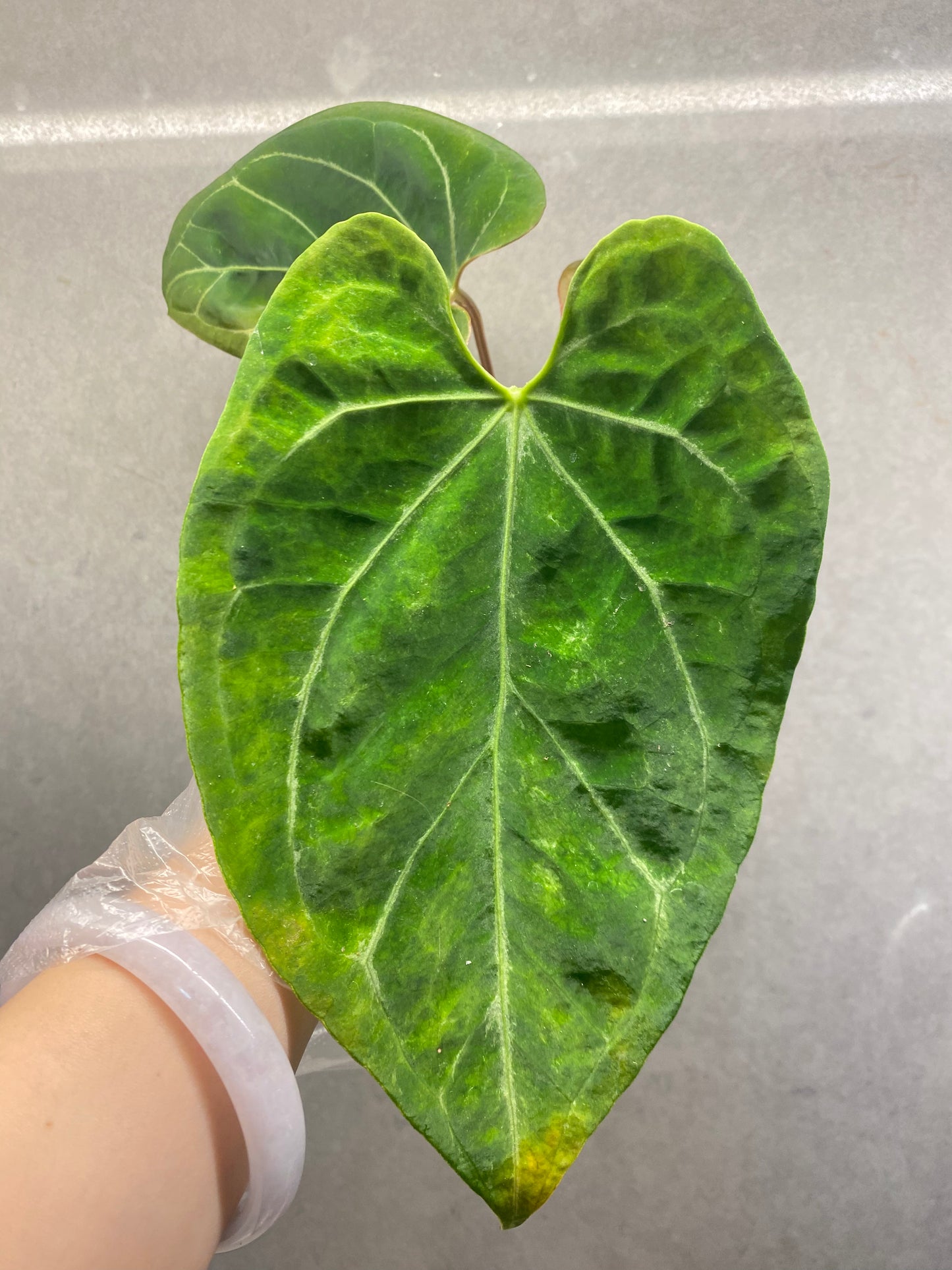 Kos × Papi Anthurium