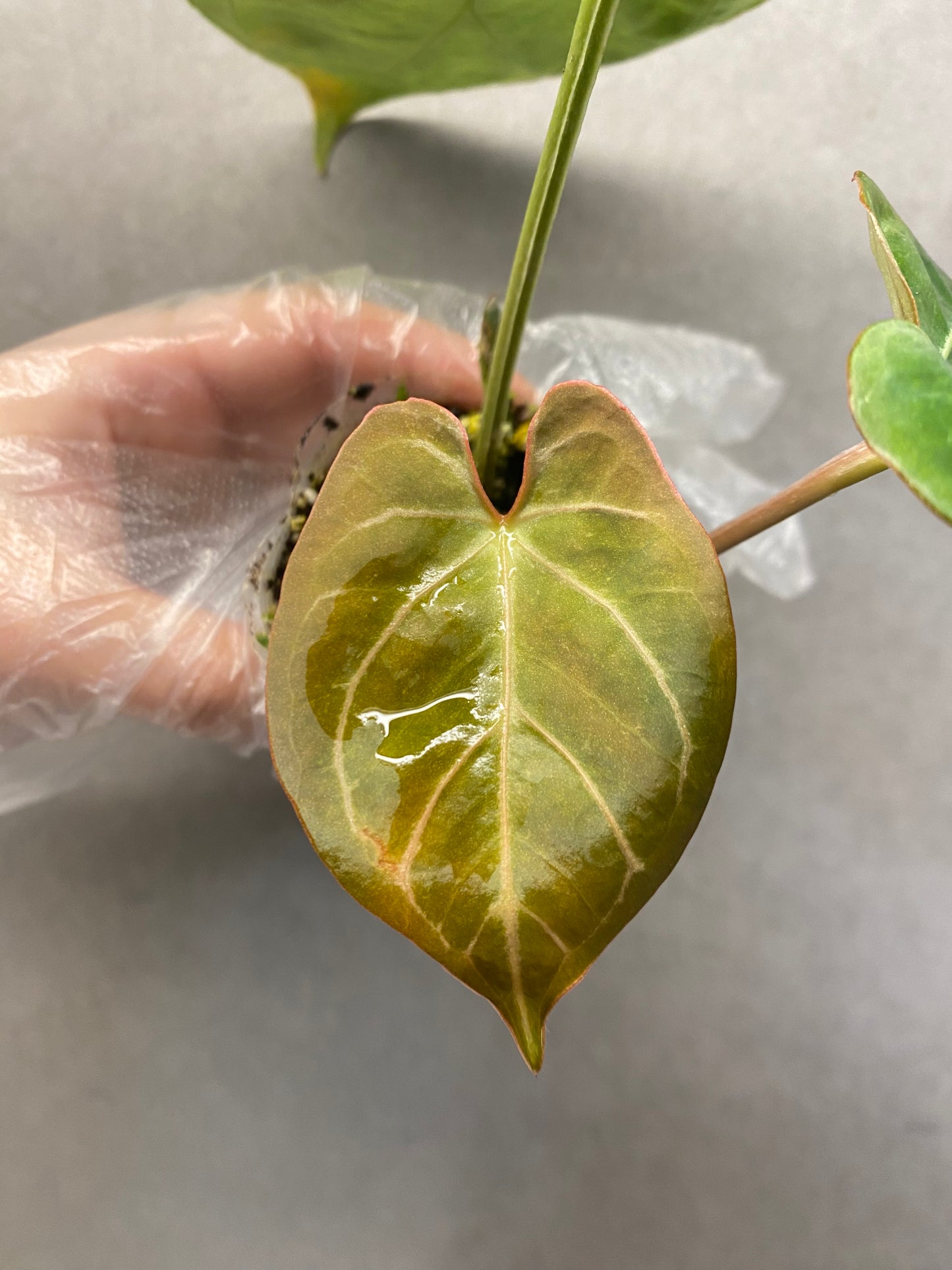 Kos × Papi Anthurium