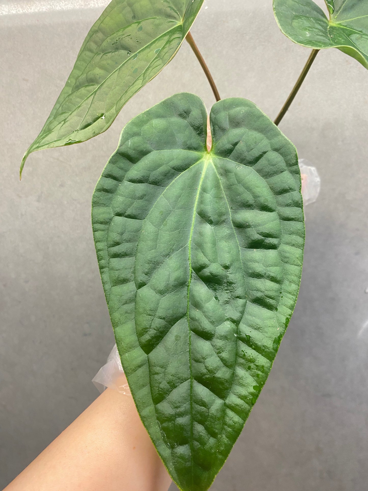 Lux × Papi Anthurium