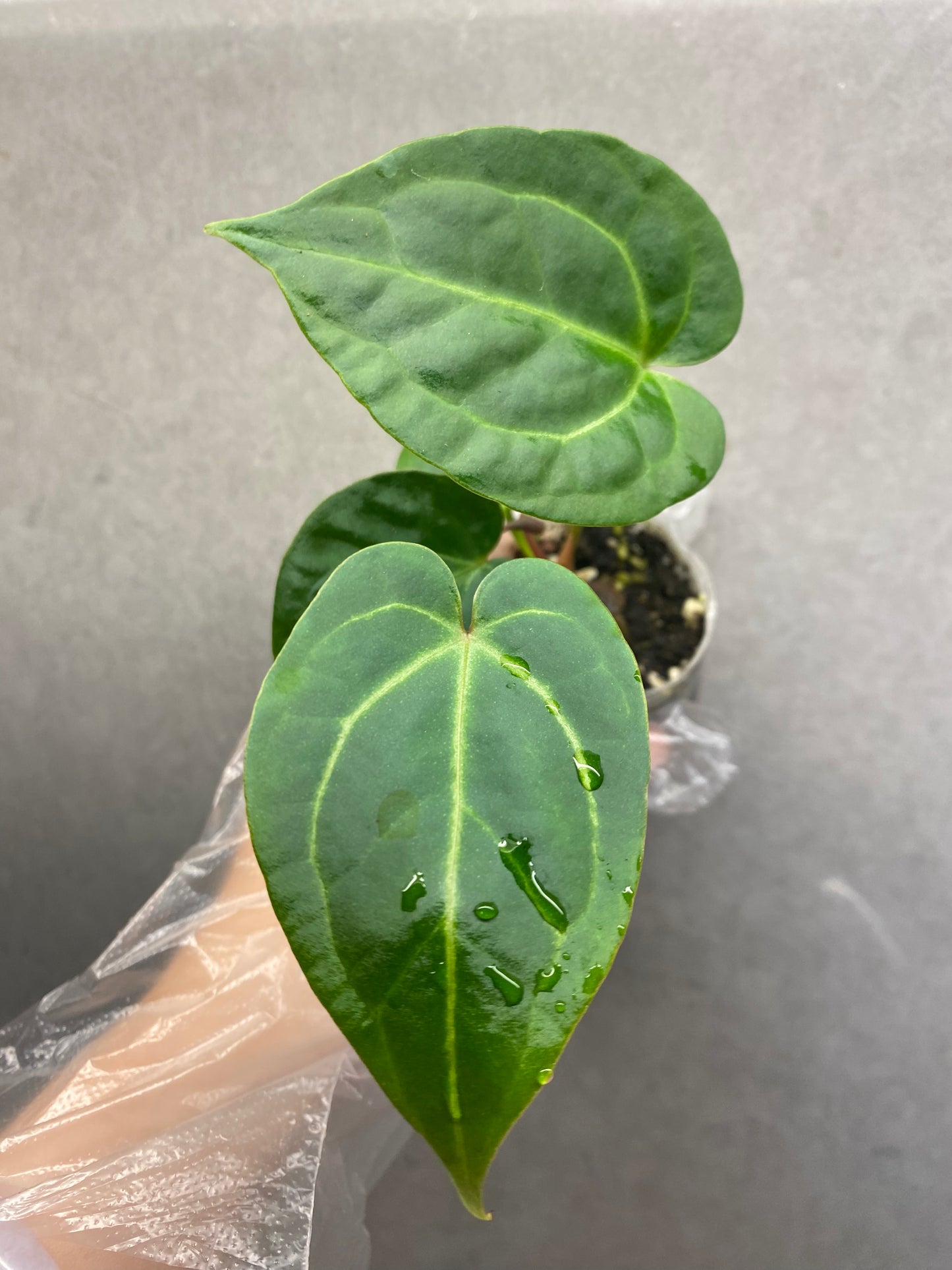 Crystallinum × Magnificum Anthurium