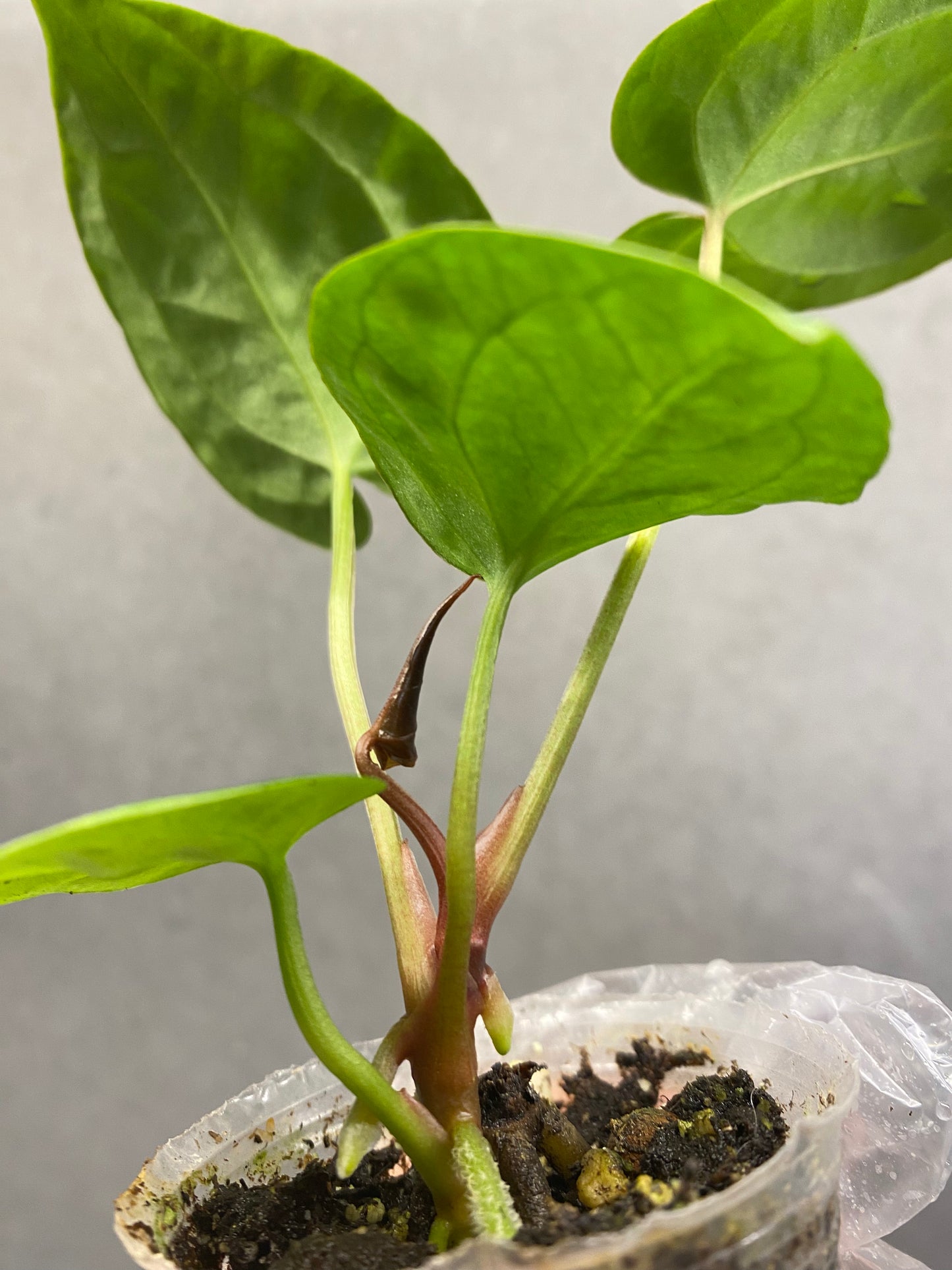 Crystallinum × Magnificum Anthurium