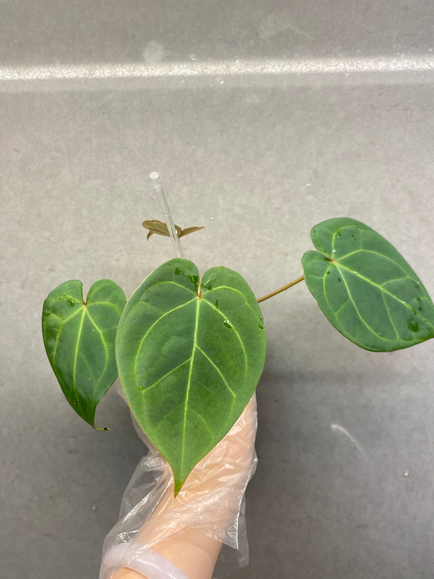 Red Crystallinum * KOS × Bvep Anthurium (Rare Purple Vein Individual)