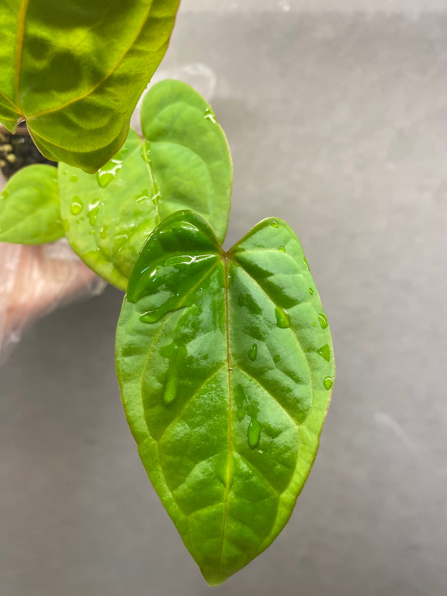 Red Crystallinum * KOS × Bvep Anthurium