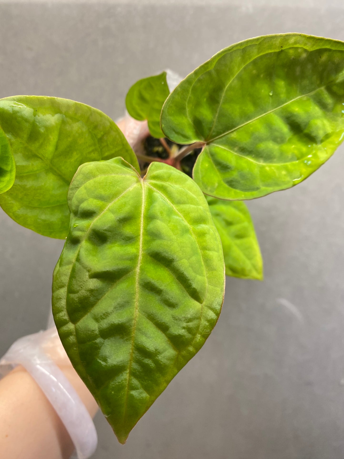 Red Crystallinum * KOS × Bvep Anthurium