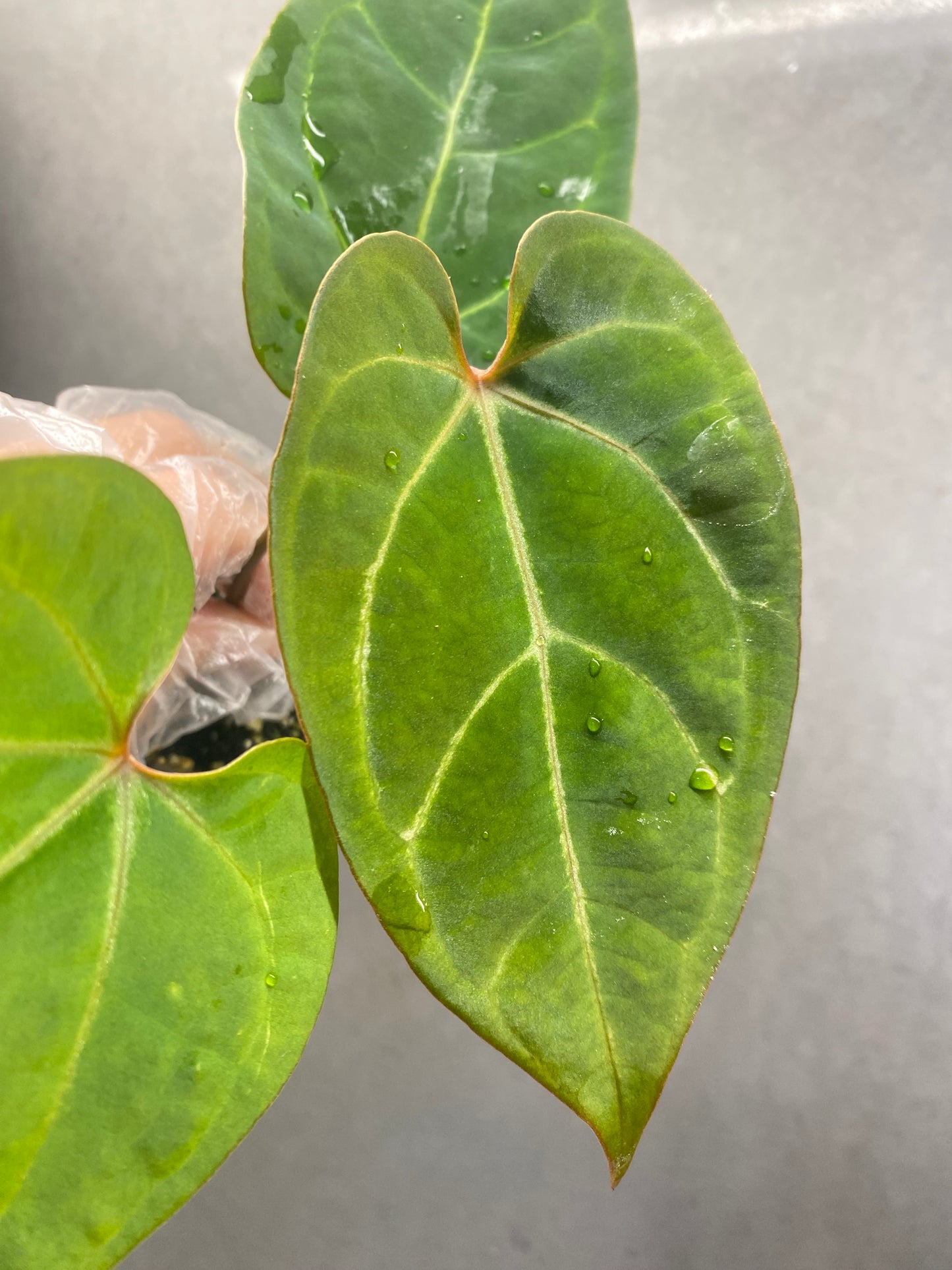 Red Crystallinum * KOS × Bvep Anthurium