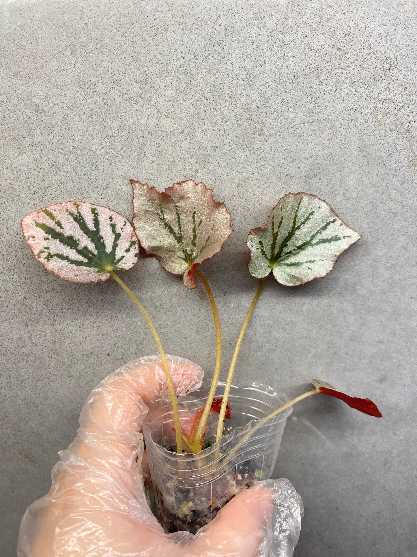 ๐ฟ Begonia 'Martin Mystery'