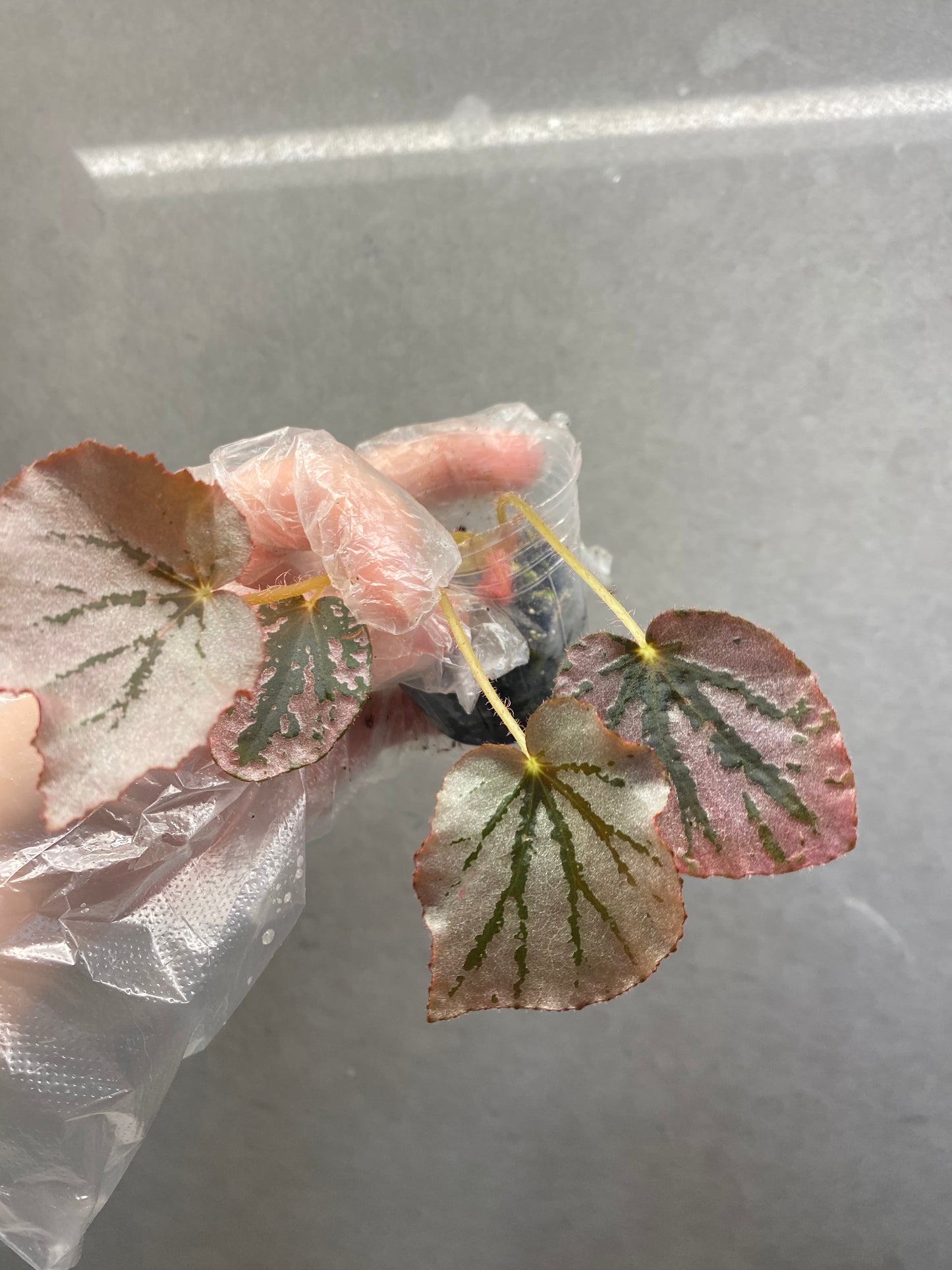 ๐ฟ Begonia 'Martin Mystery'
