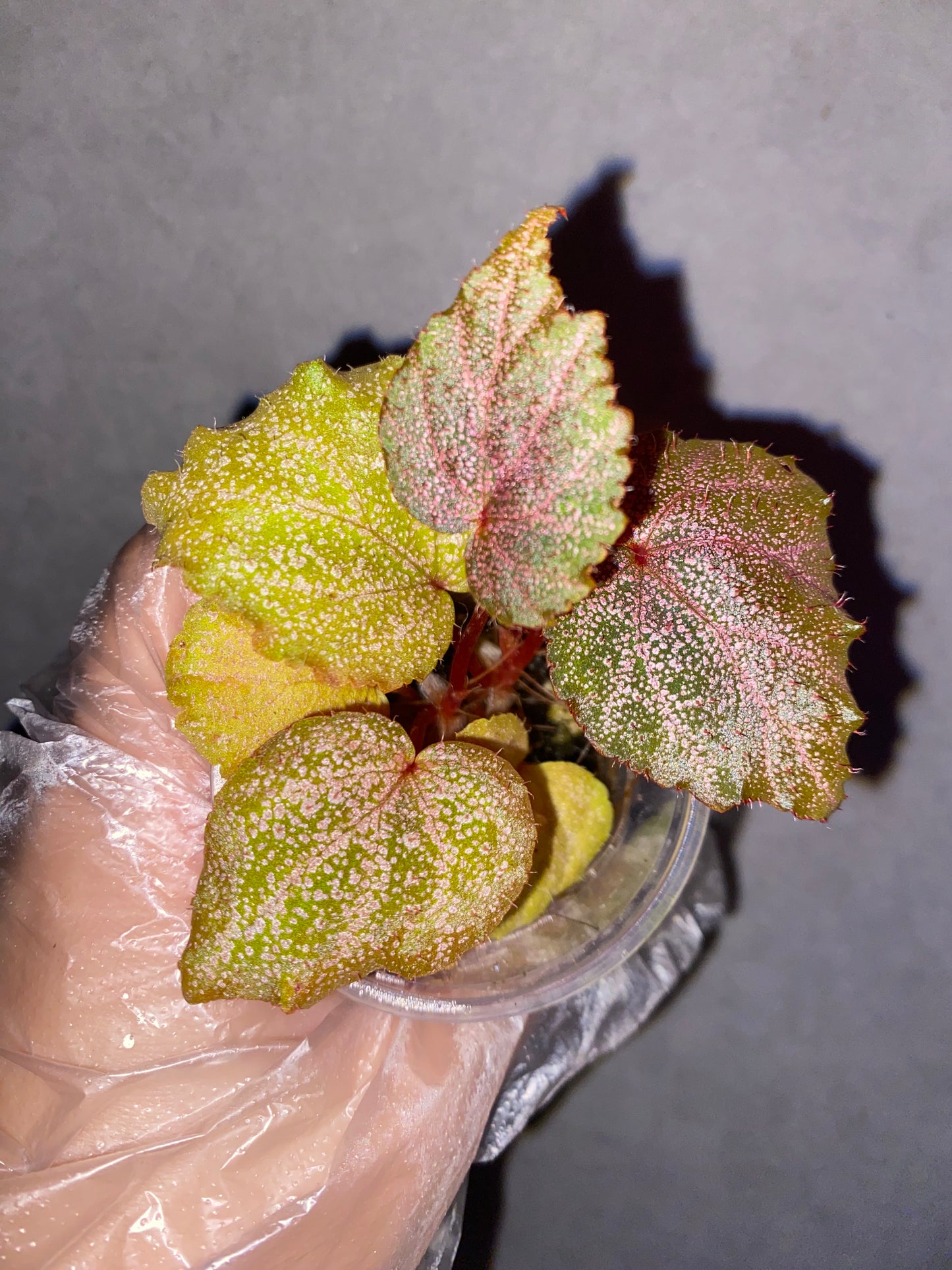 ๐ฟ Begonia 'Robin