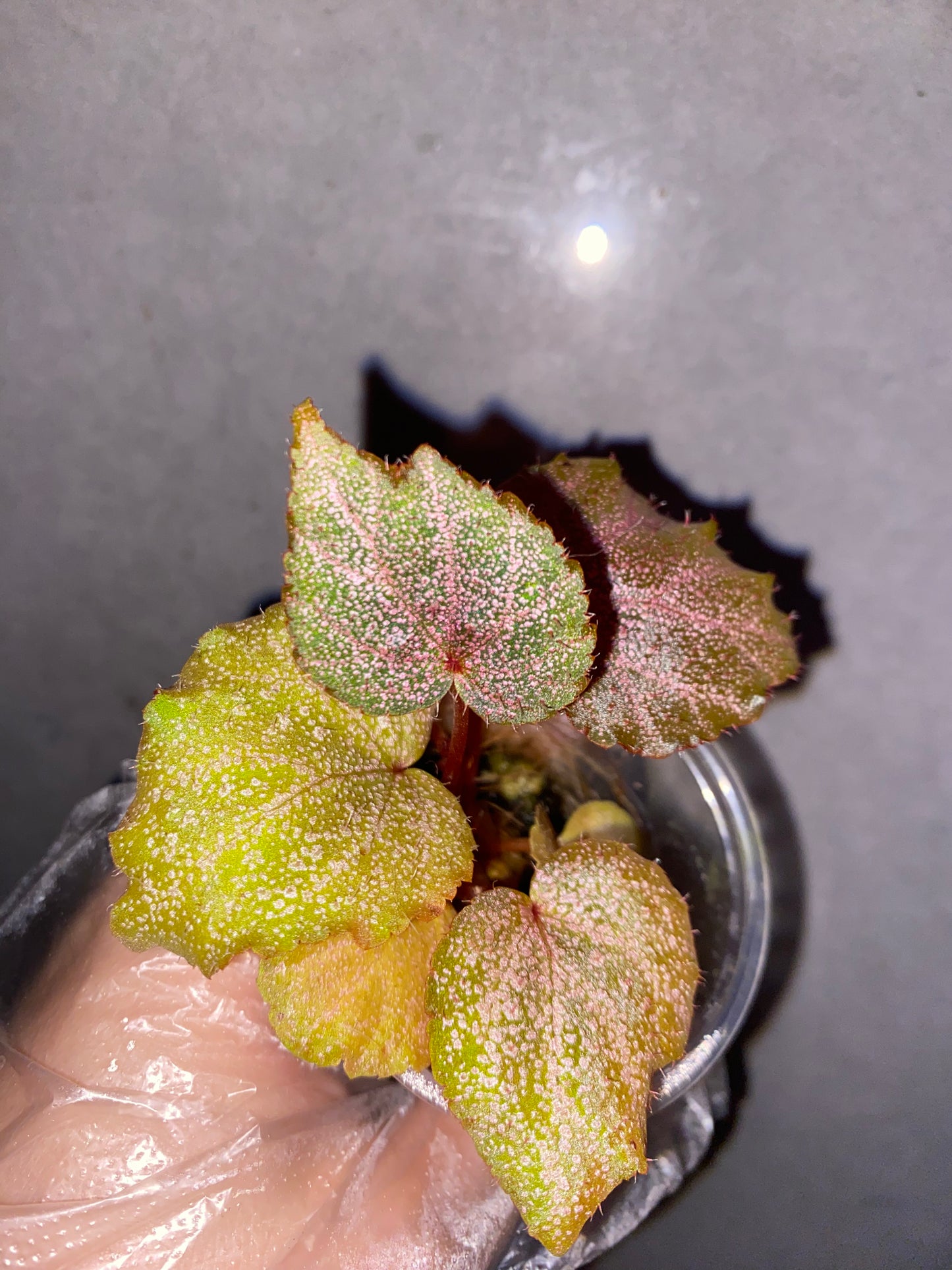 ๐ฟ Begonia 'Robin