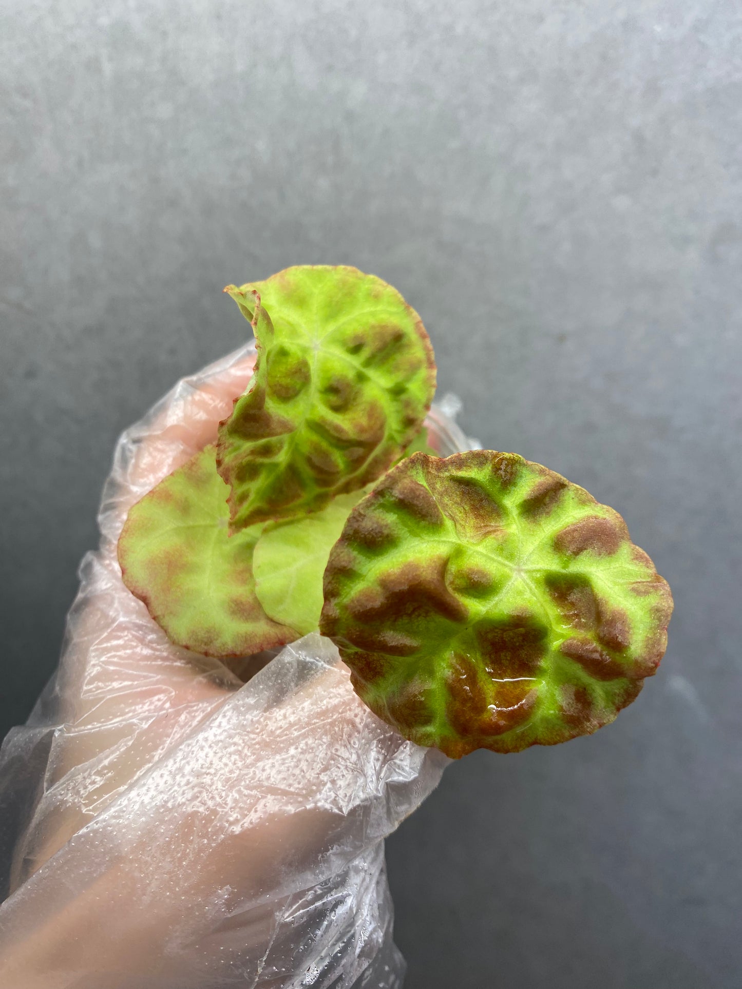 Begonia goegoensis