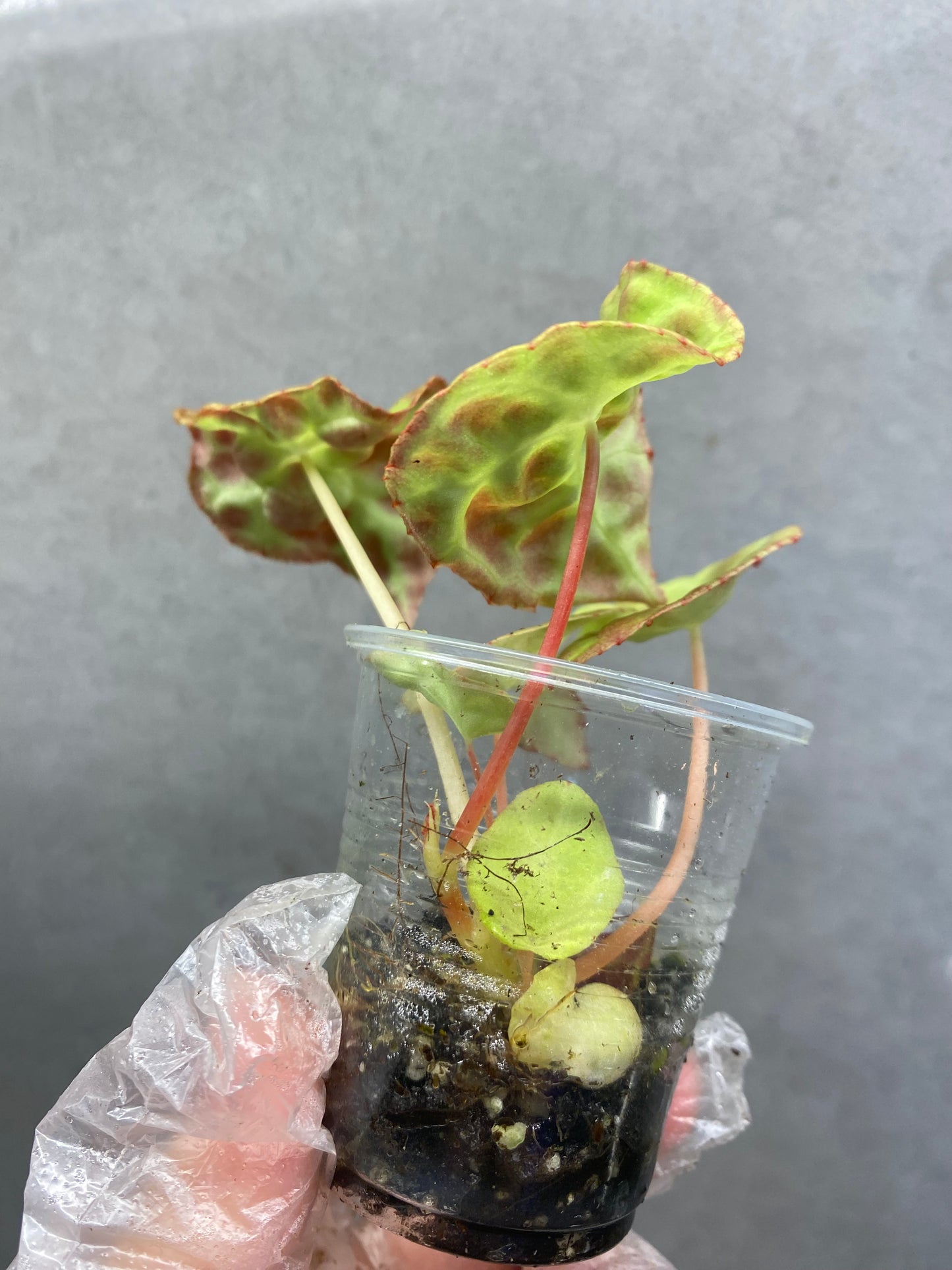 Begonia goegoensis