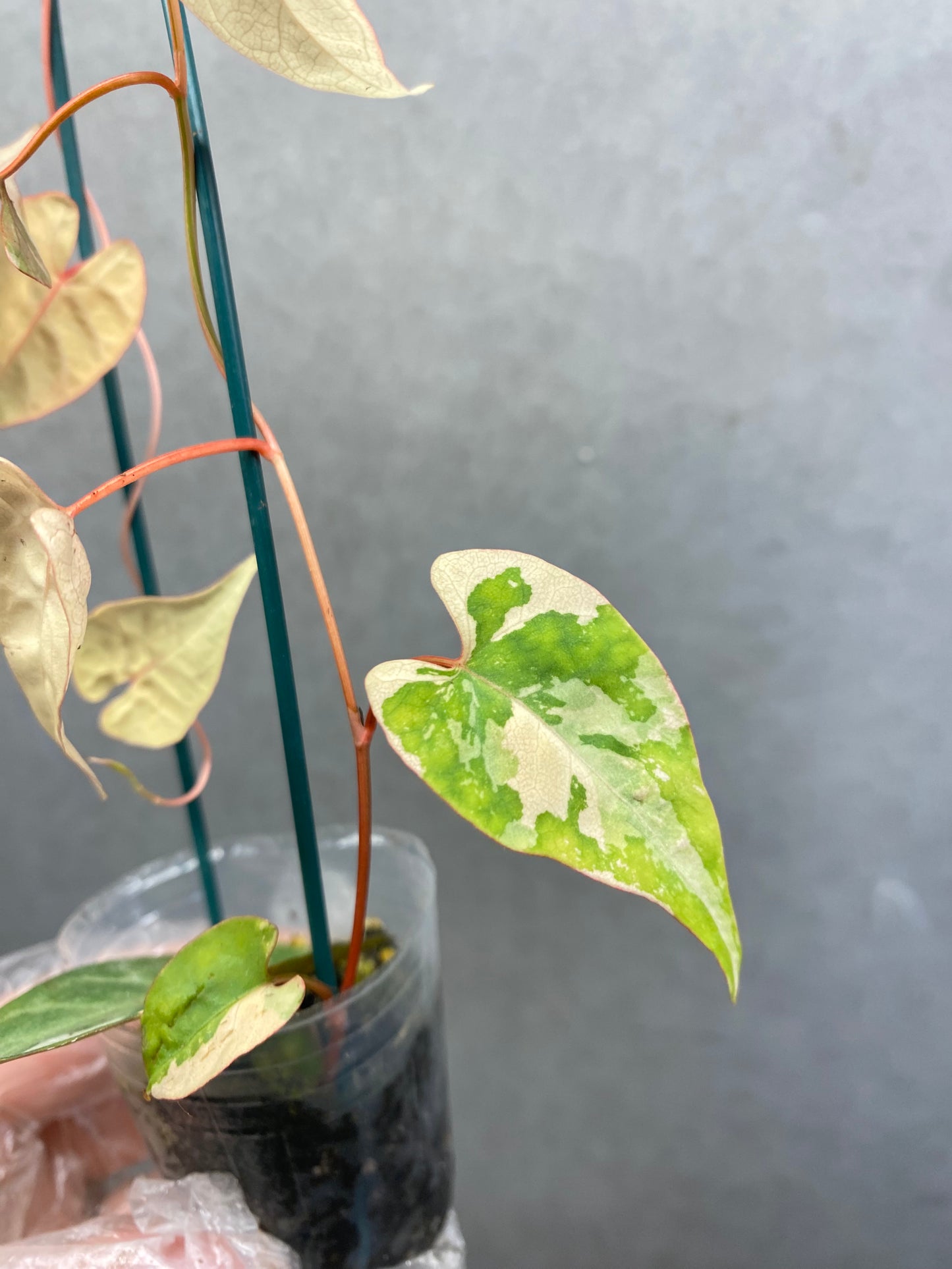 ๐ฟ Fallopia multiflora Pink variegated