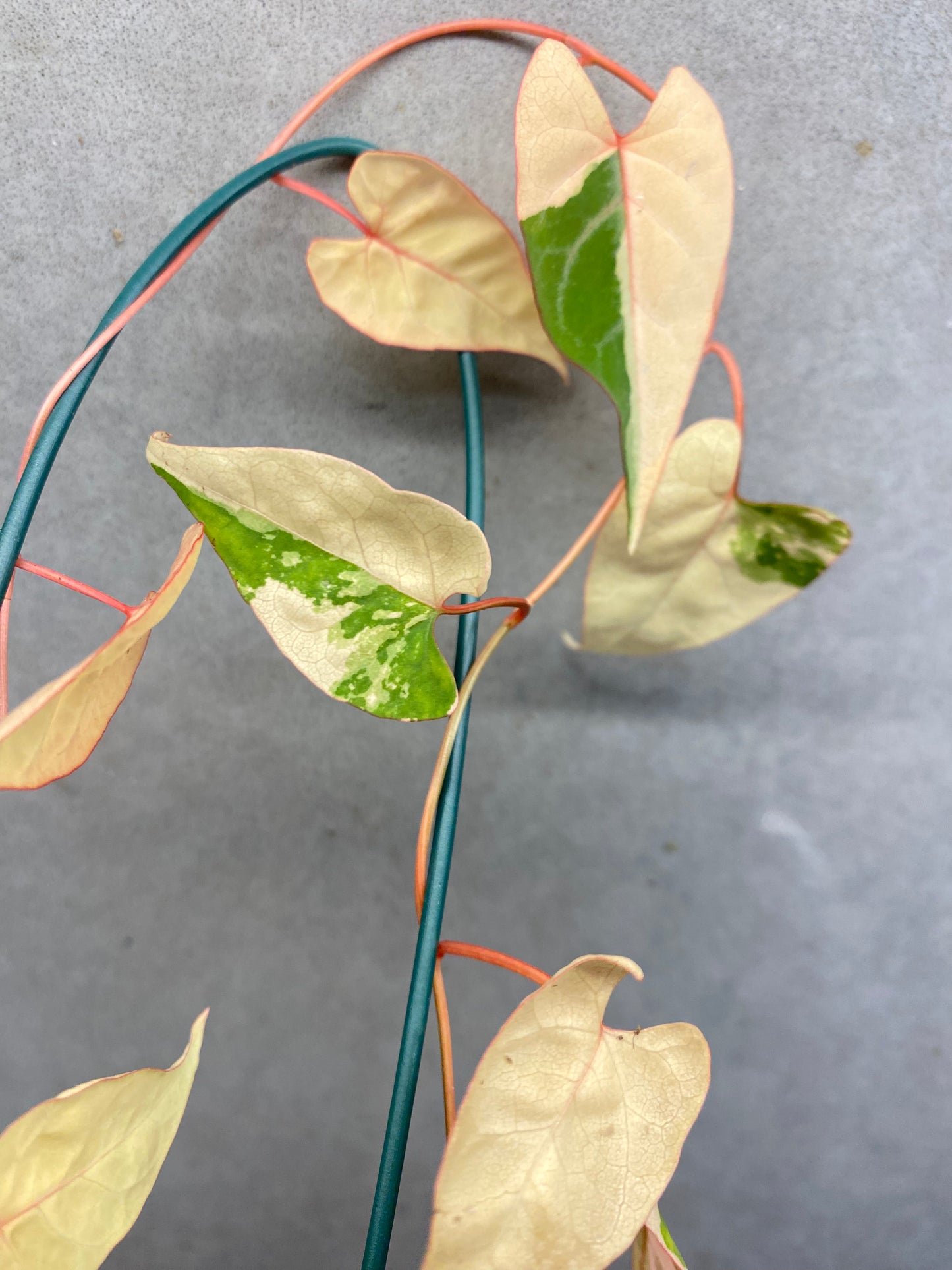 ๐ฟ Fallopia multiflora Pink variegated
