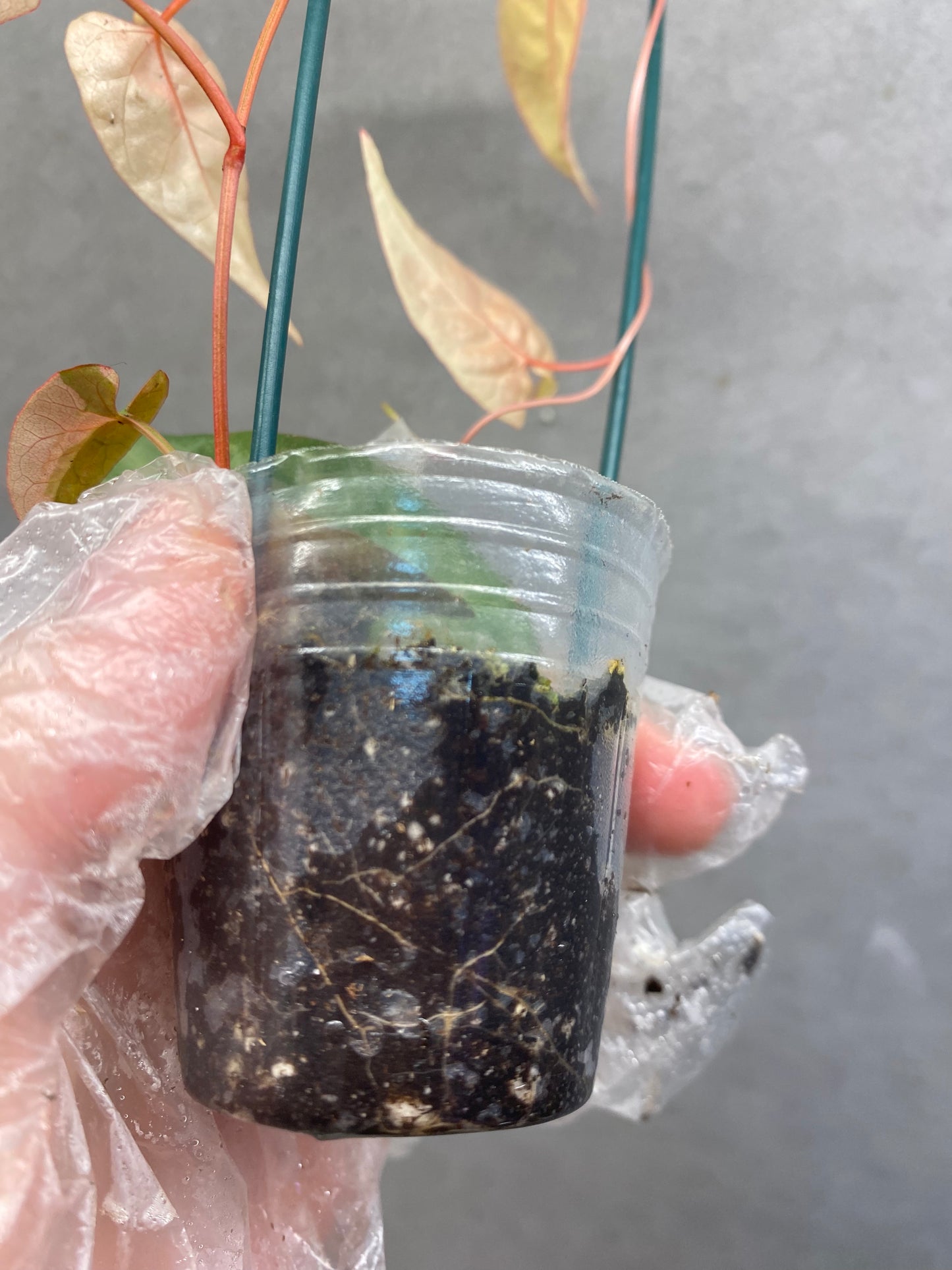 ๐ฟ Fallopia multiflora Pink variegated