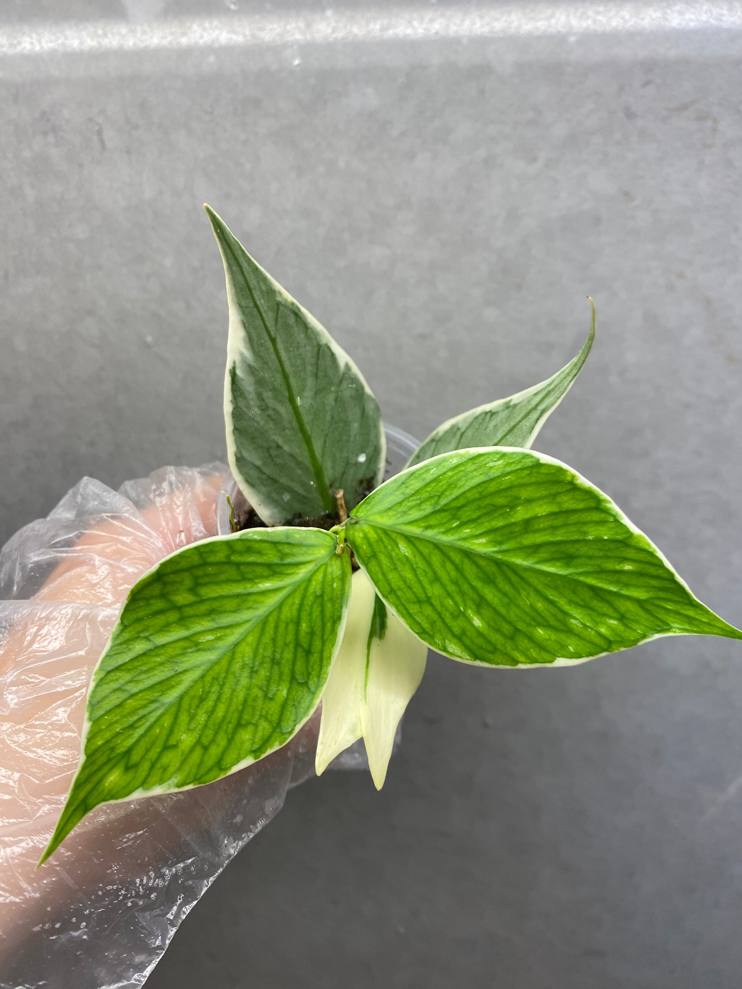 🌿 Hoya polyneura 'Fish Tail' albomarginata
