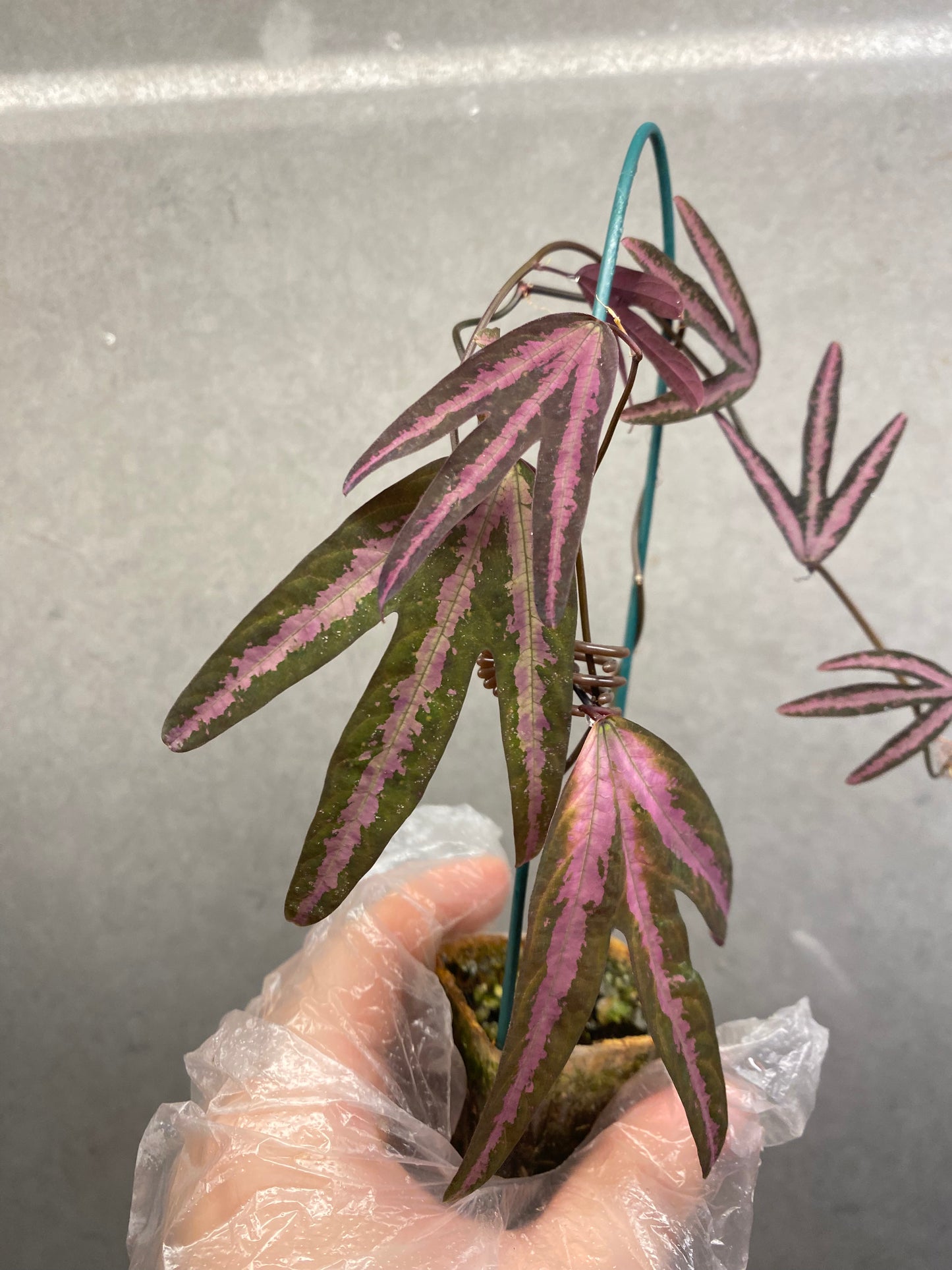 Passiflora trifasciata