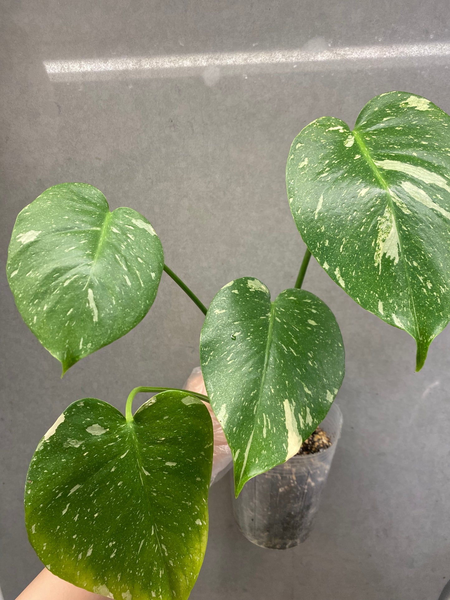 🌿 Monstera Thai