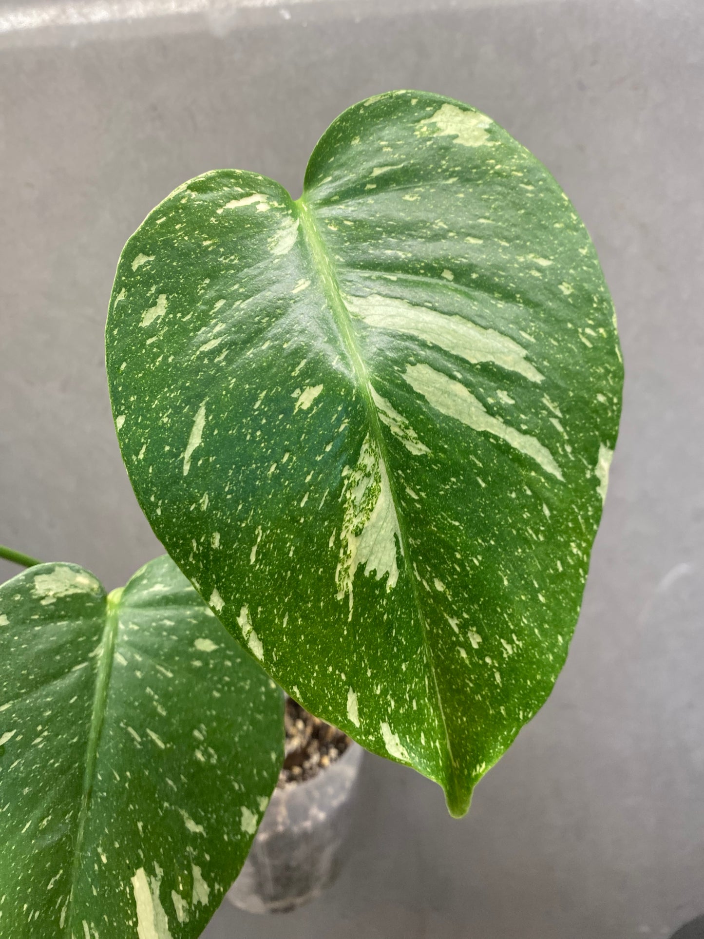 🌿 Monstera Thai