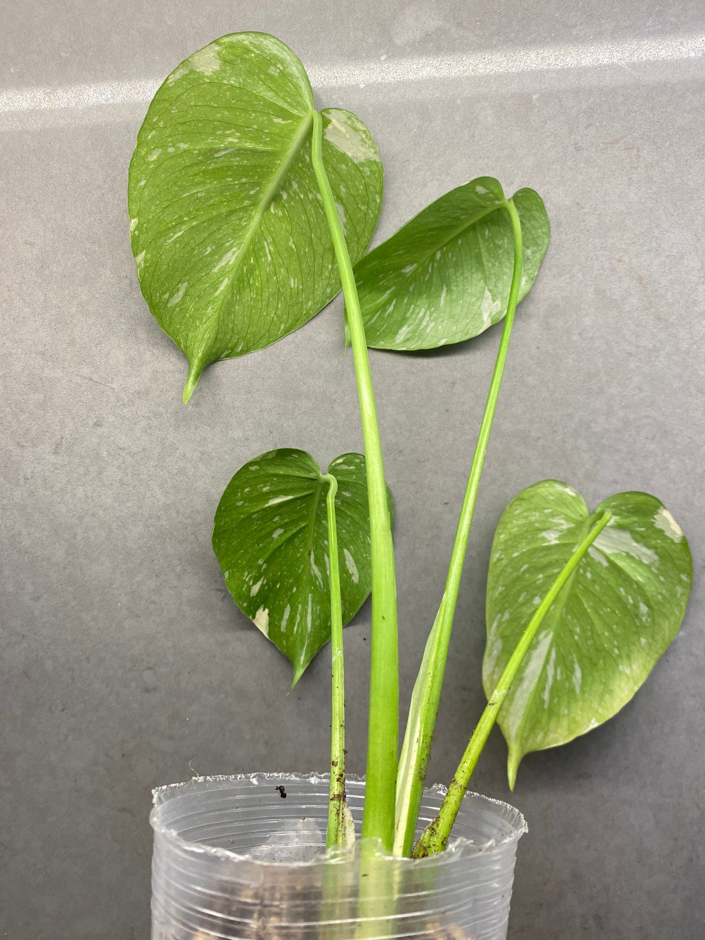 🌿 Monstera Thai
