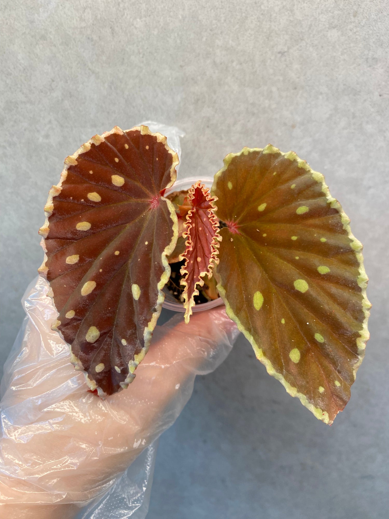Begonia