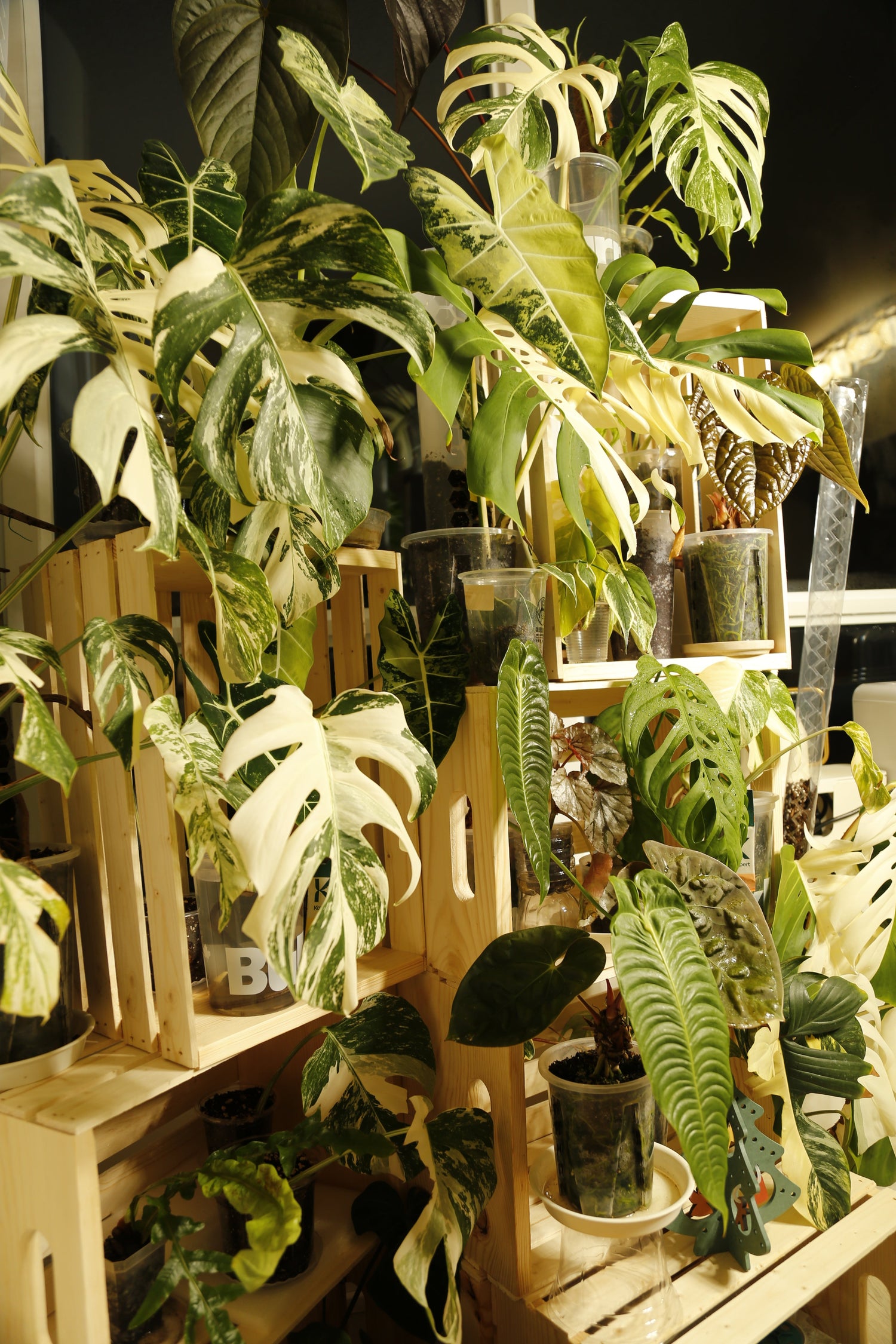 Monstera