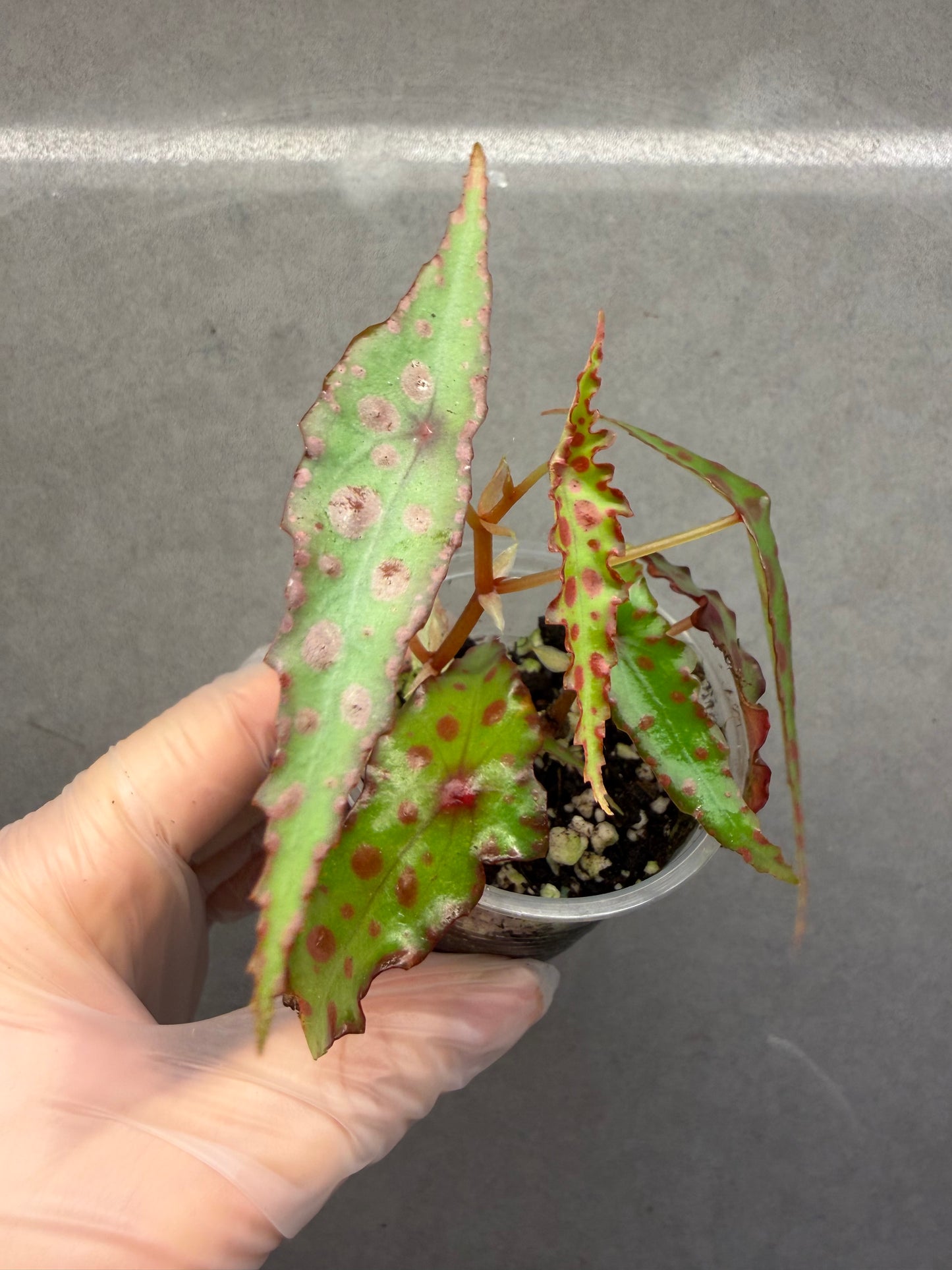 🌿 Begonia Amphioxus（two plants）