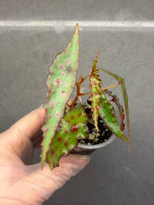 🌿 Begonia Amphioxus（two plants）