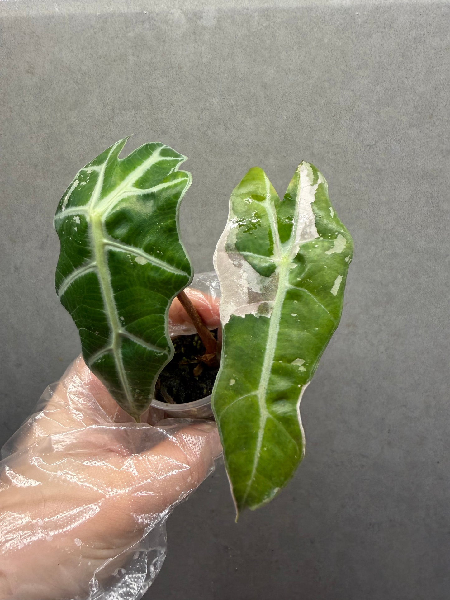 Pink Variegated Alocasia  Amazonica