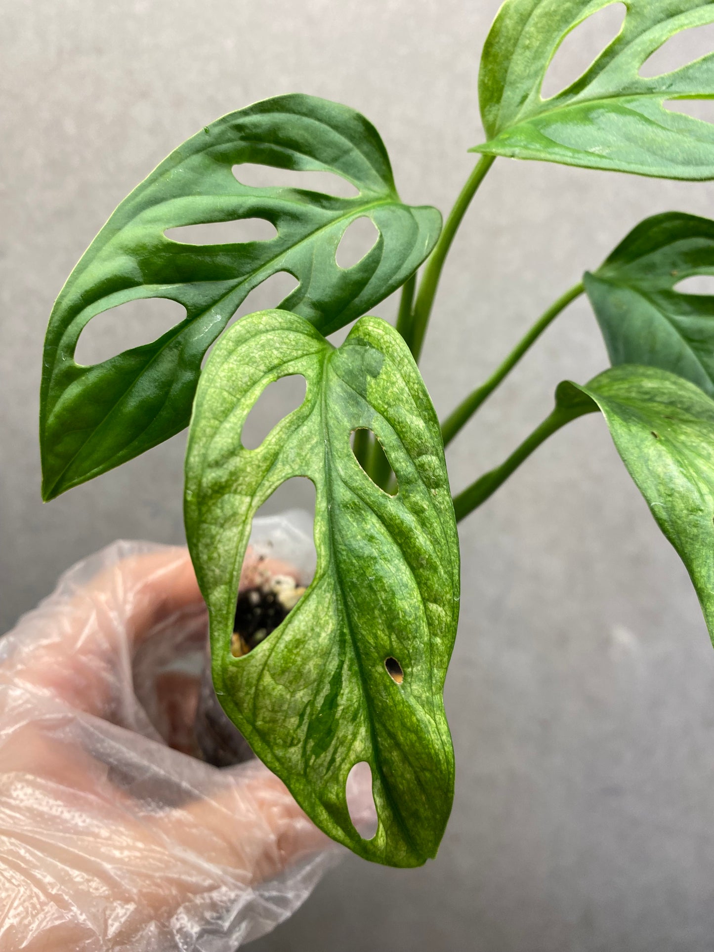 🌿 Monstera Adansonii 'White Monster'