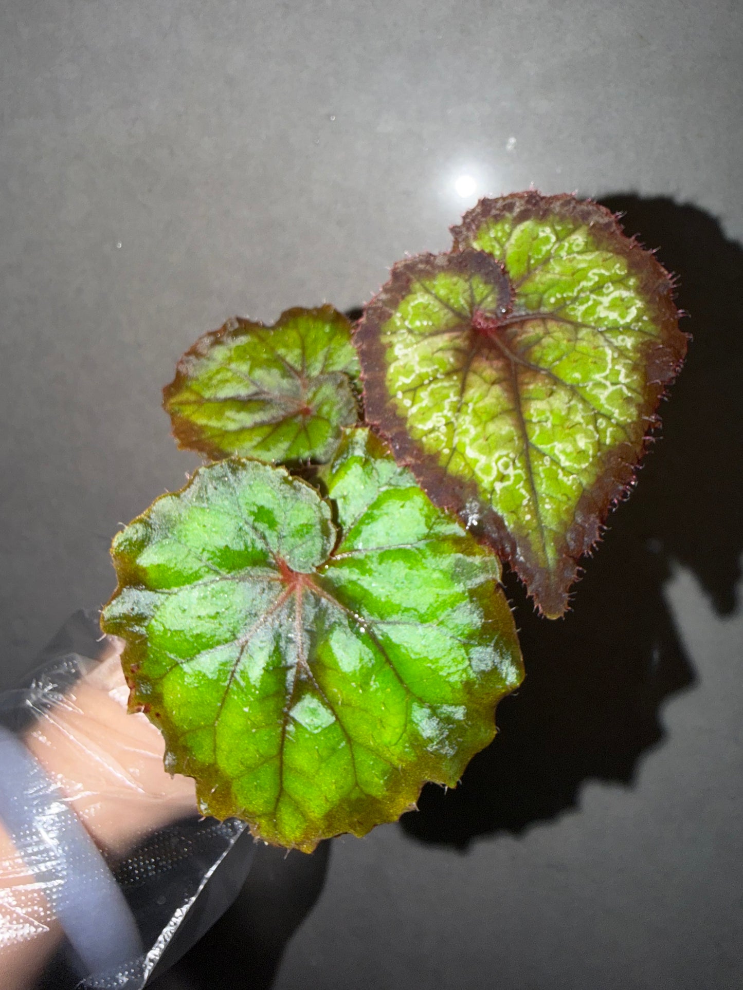 🖤Begonia Black Queen