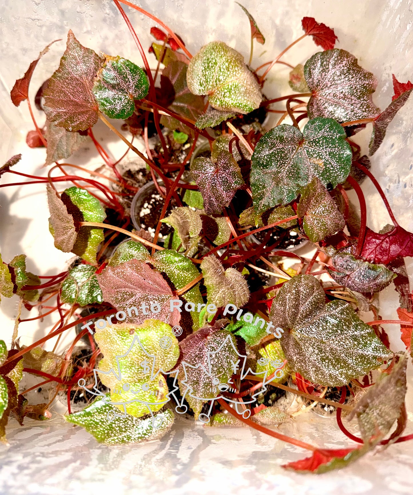 🌿 Begonia 'Robin