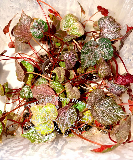 🌿 Begonia 'Robin