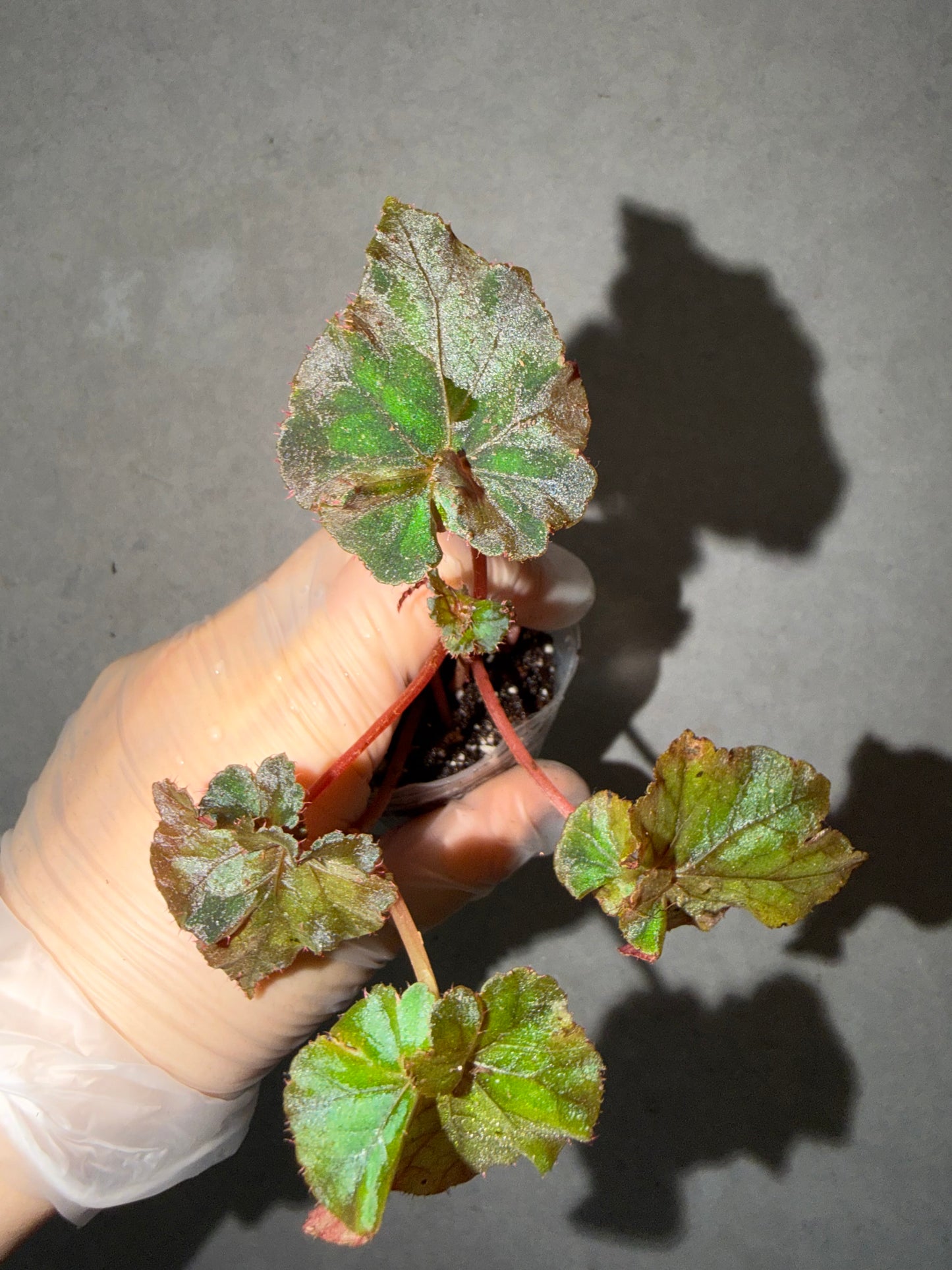 ⚡️Begonia ThunderCloud☁️