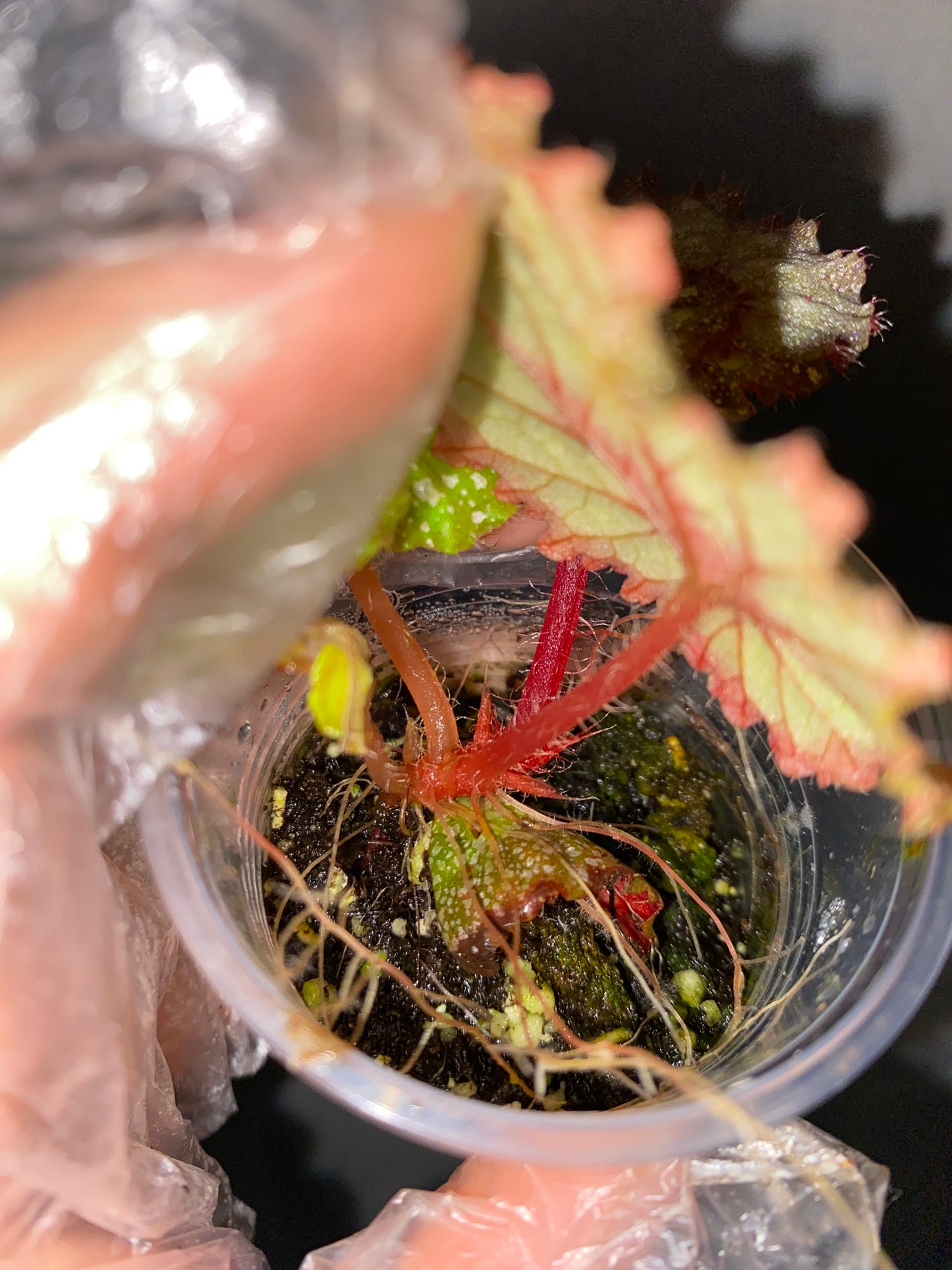 Begonia Super Universe
