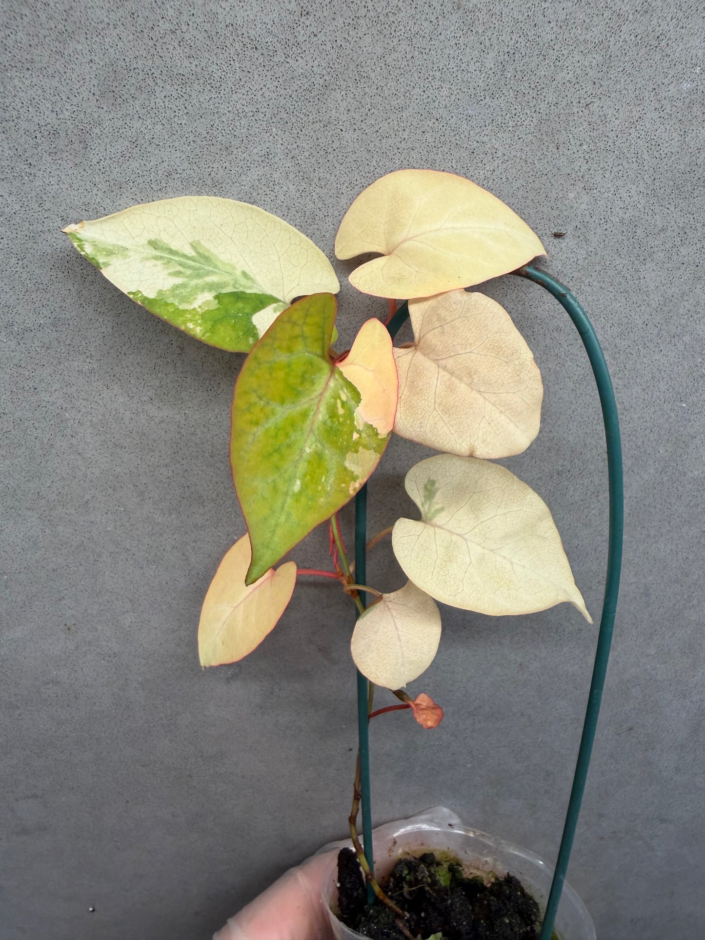 🌸Fallopia multiflora var.