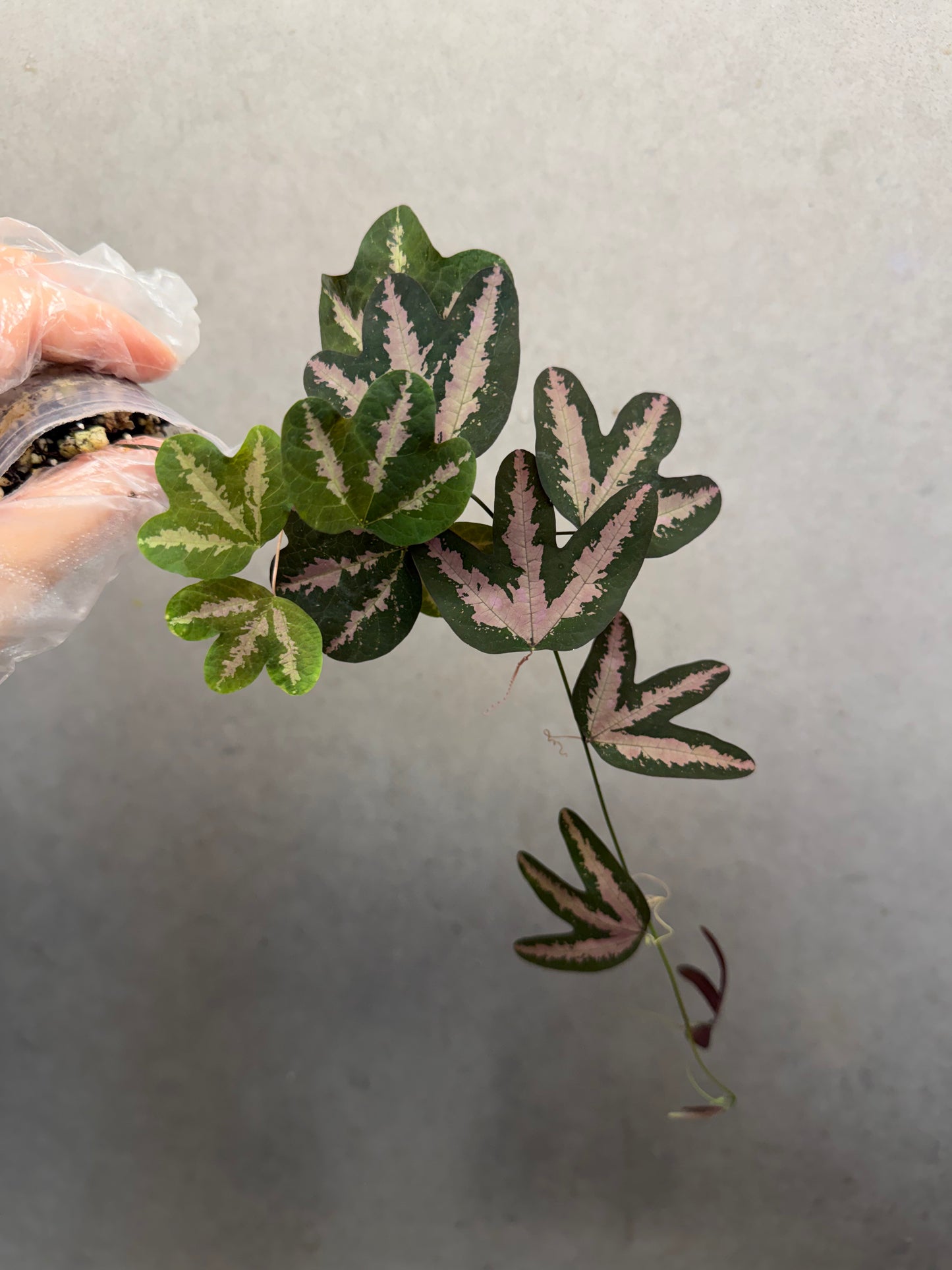 🌿 Passiflora trifasciata