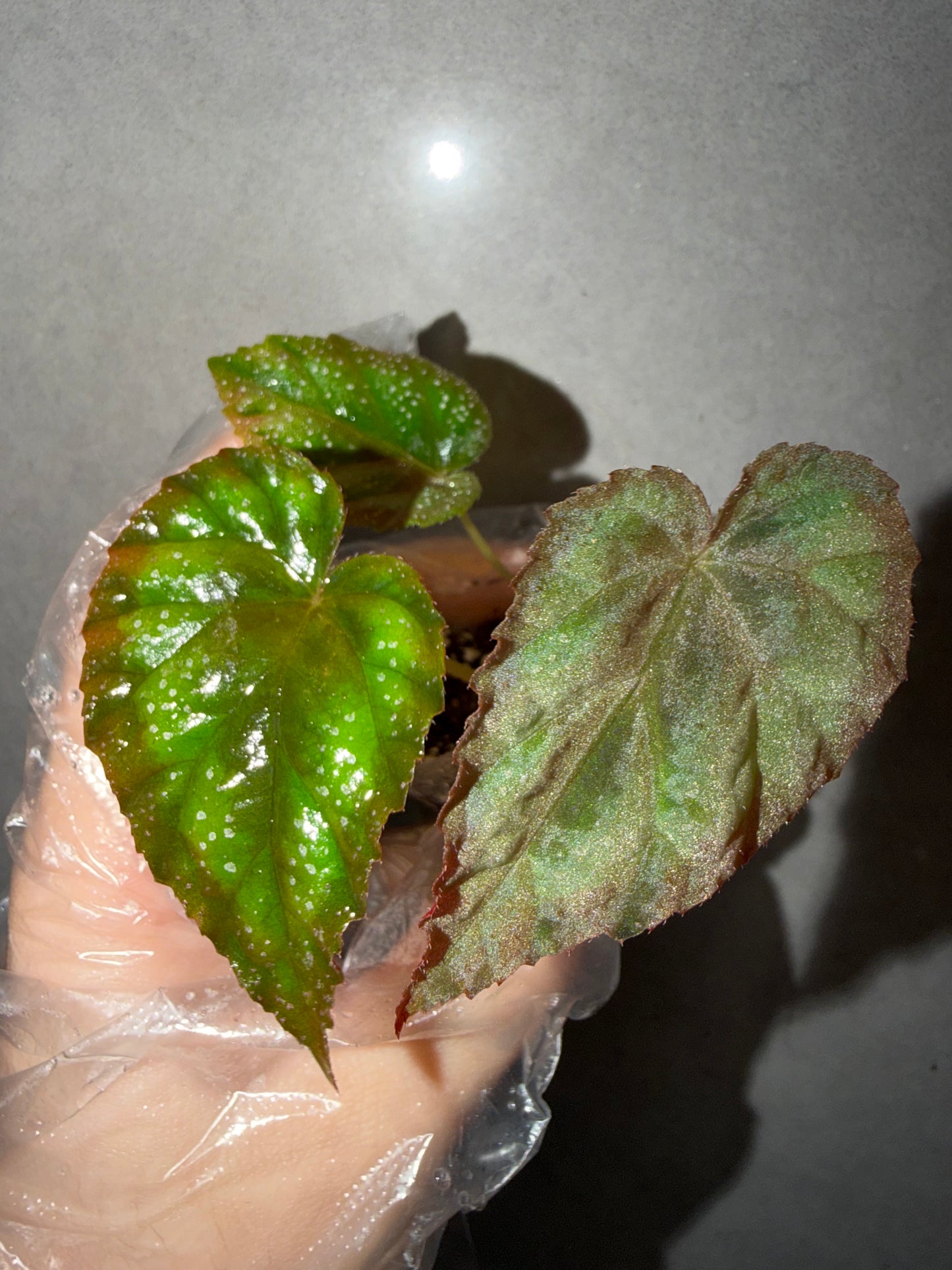 💙 Begonia pavonina hybrid