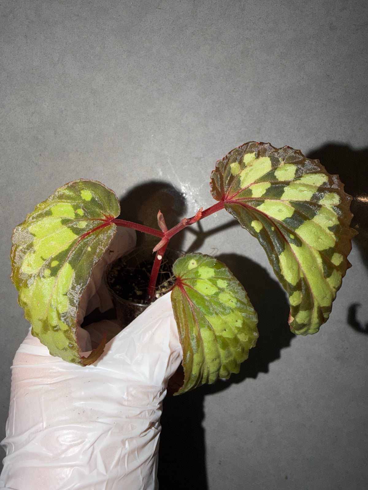 🌿Begonia sp. Kapuas Hulu（U679）