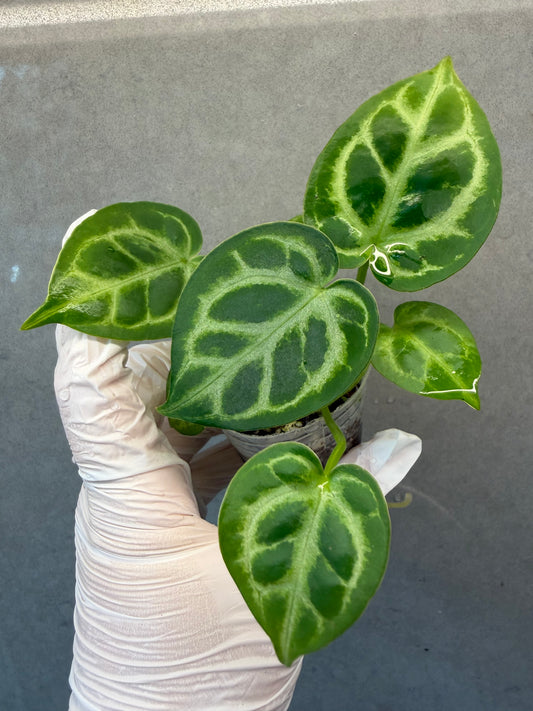 🌿 Anthurium Dorayaki