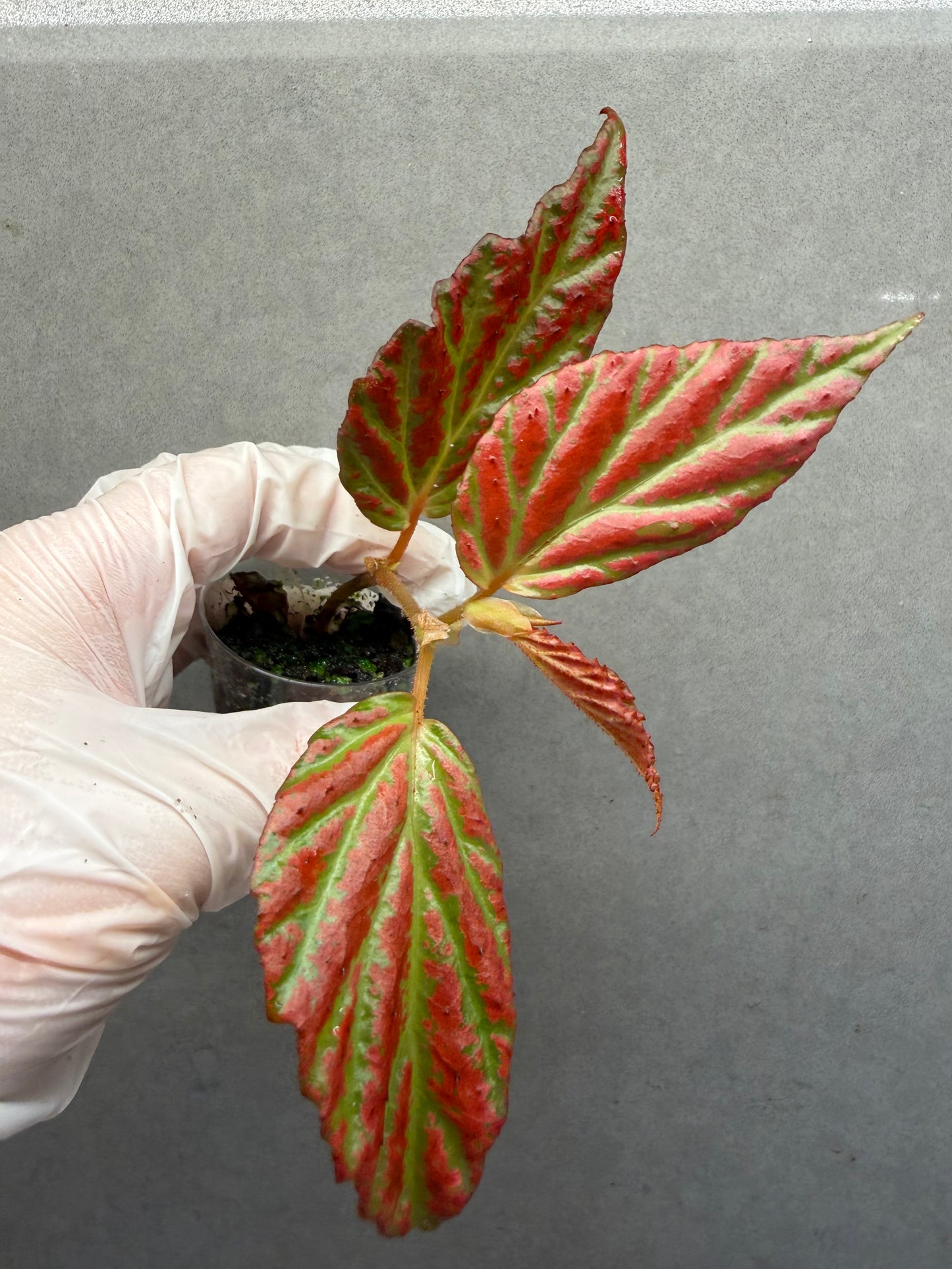 🌿Begonia sp. “Sabah Pink”
