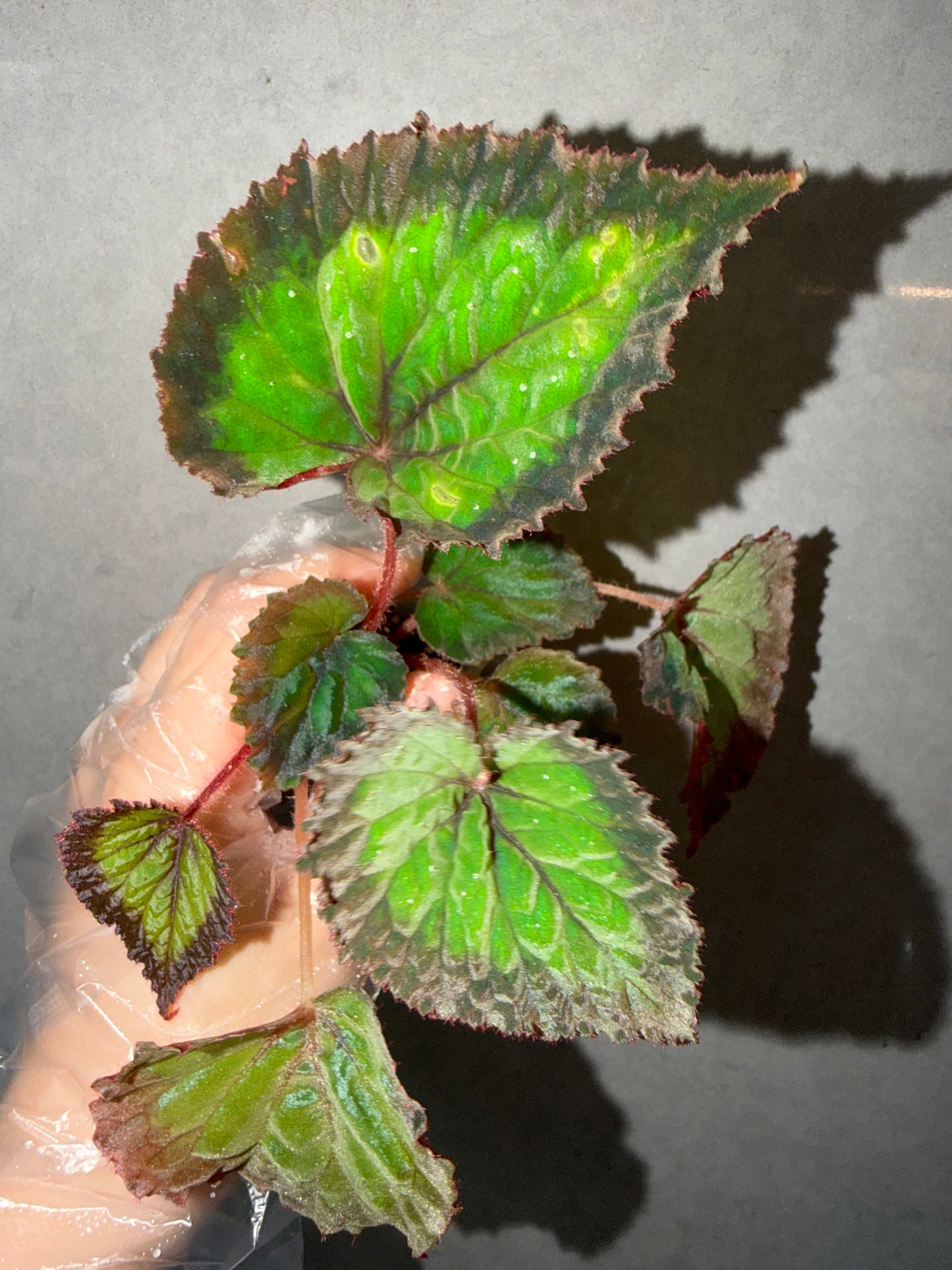 🌿Begonia NoID