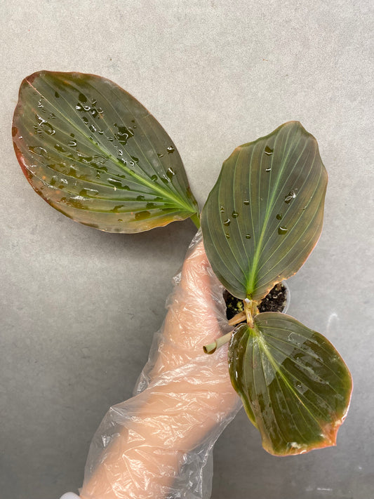 🌿 Kaempferia pulchra