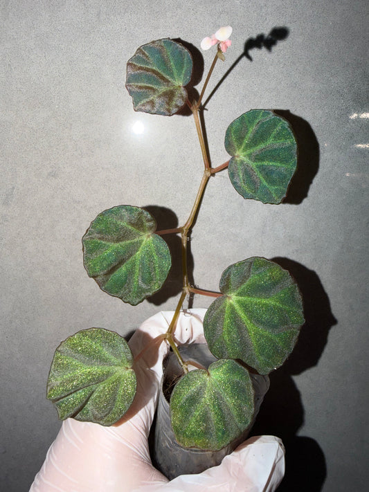 🌿 Begonia sp. Sarawak