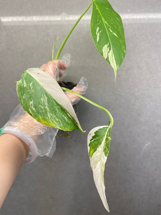🌿 Monstera albo variegata