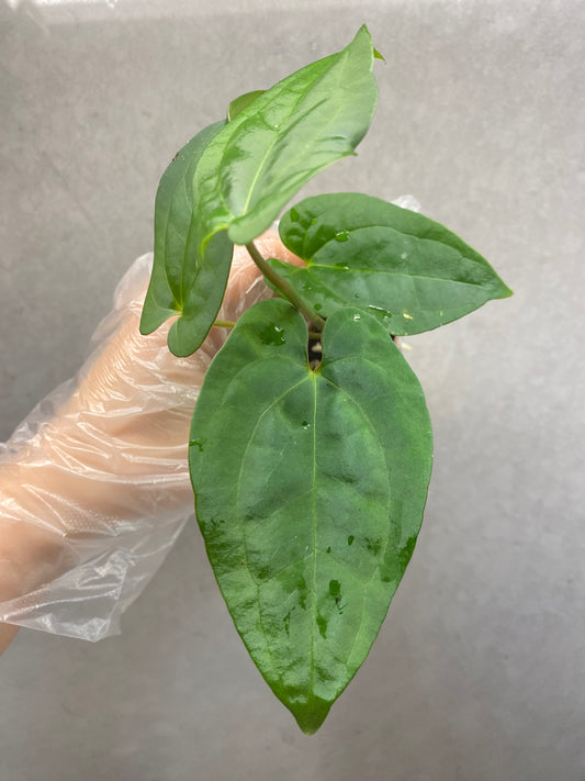 🌿 Anthurium Tezula AOS × Dark Phoenix