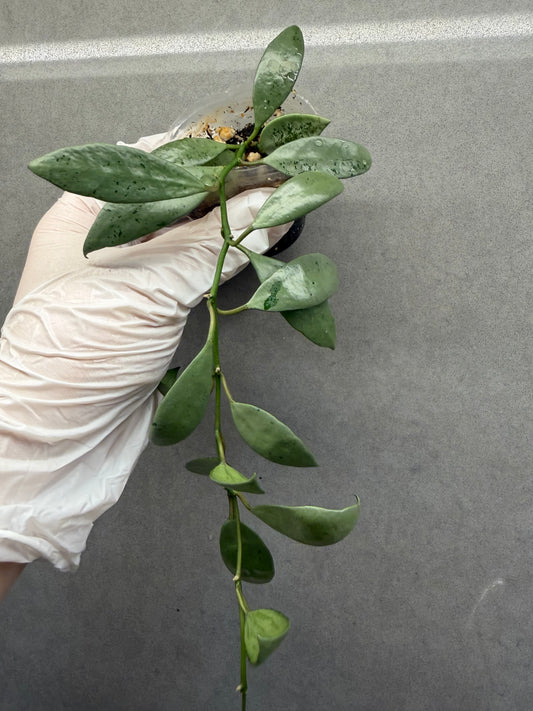 🌿Hoya Lacunosa Leopard skin