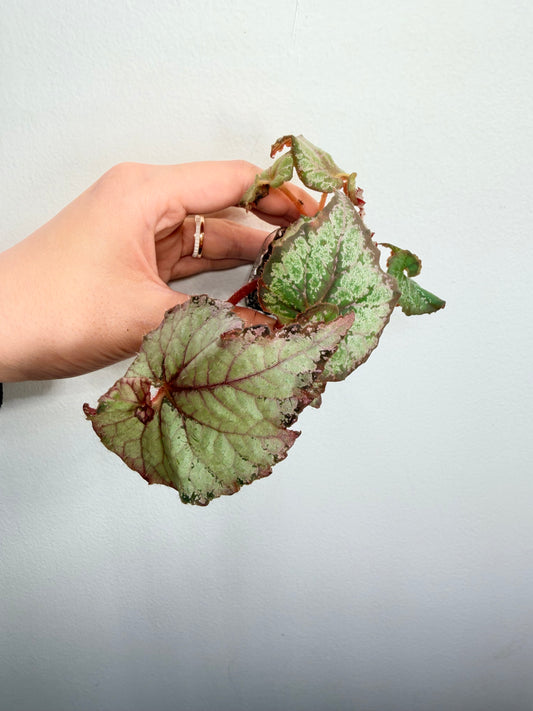 Begonia DS Amor Amor