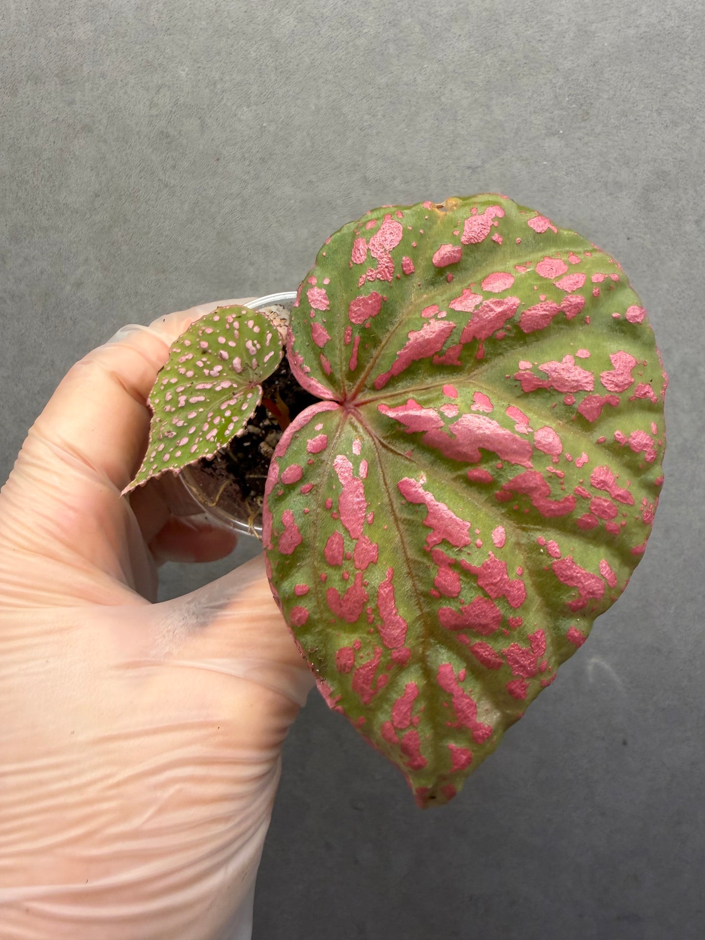 🌸Begonia Roseopunctata