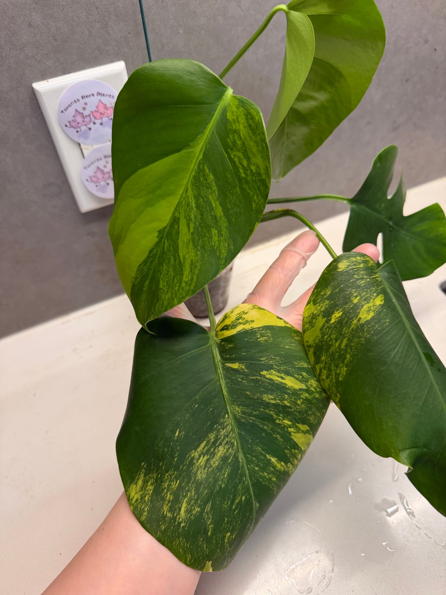 🌿Monstera Aurea