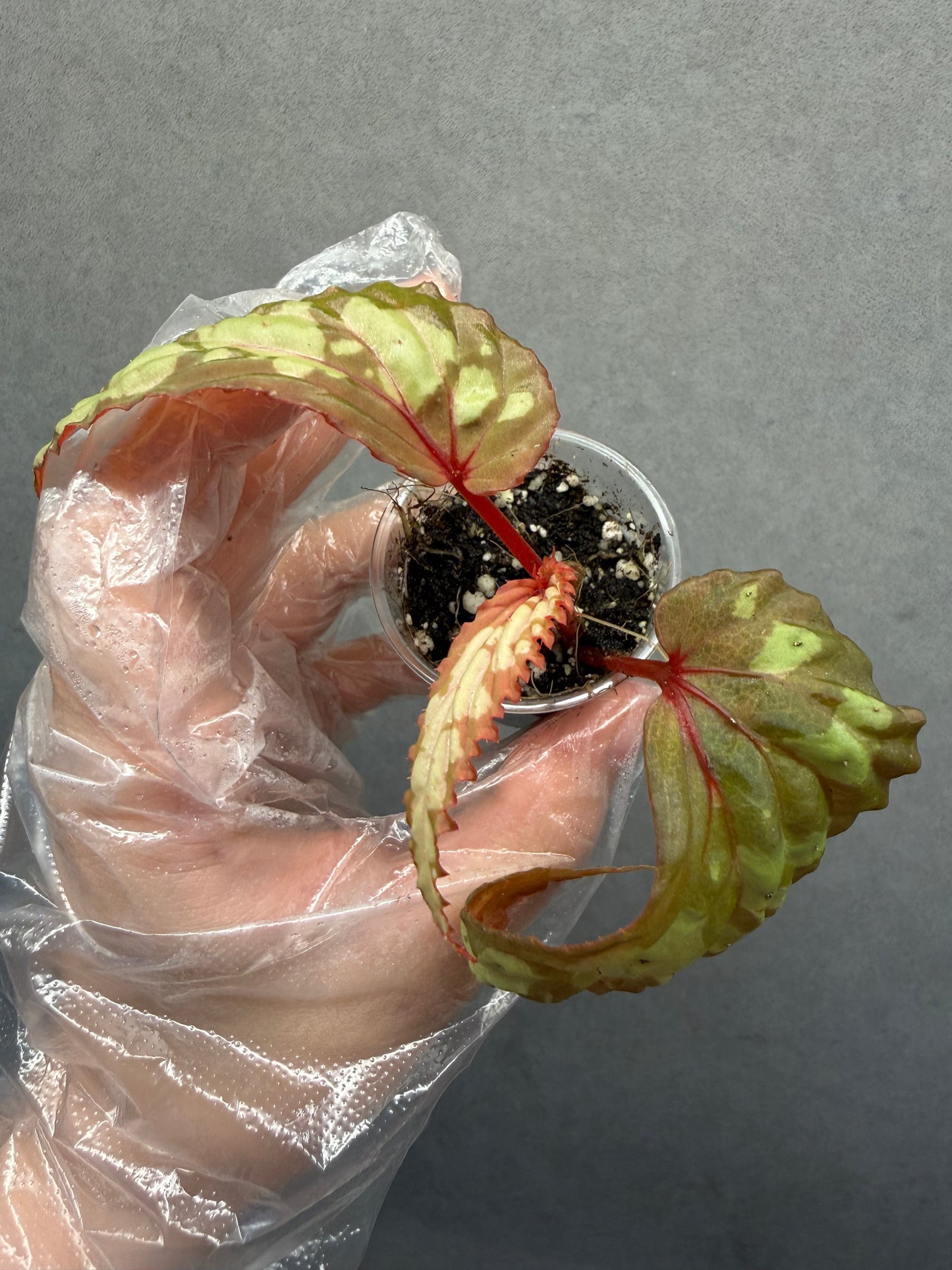 🌿Begonia sp. Kapuas Hulu（U679）